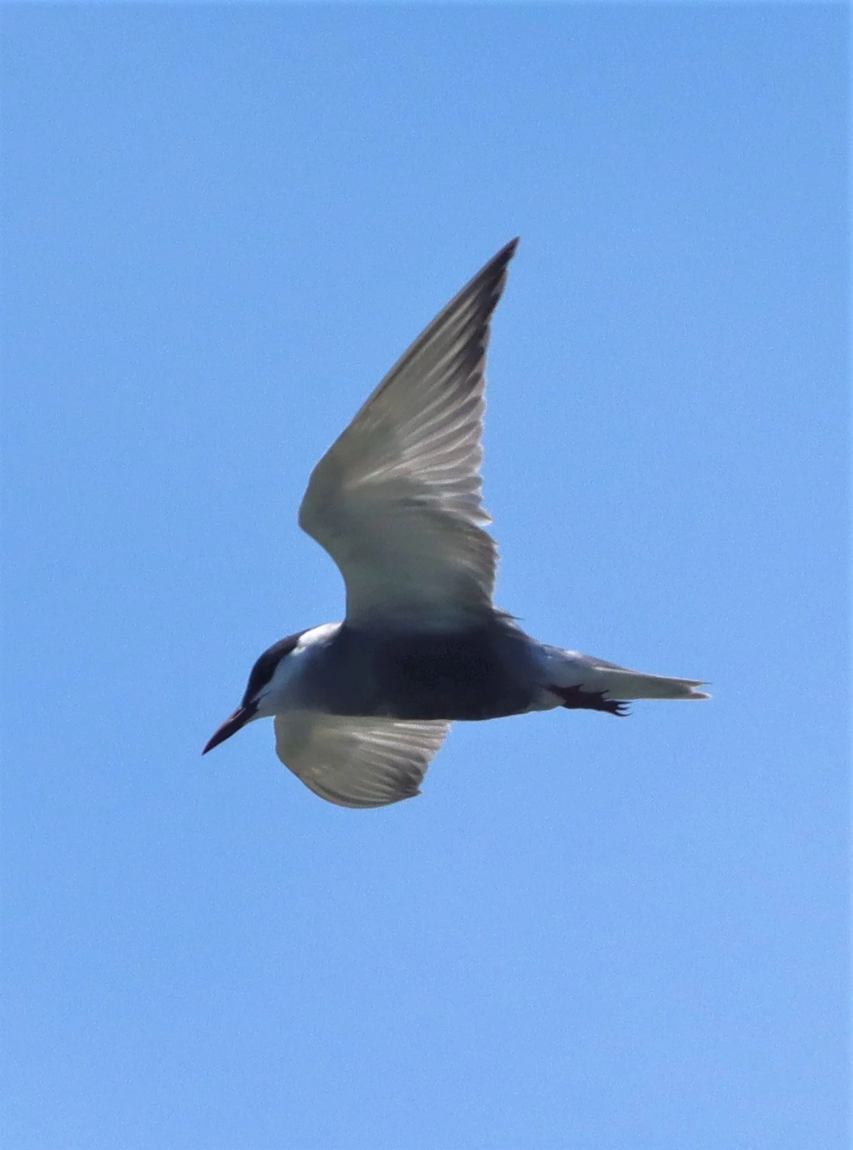 TERN - WHISKERED TERN - Chlidonias hybridus - Off Khok-Kham Shoreline, Samut Sakhon, Gulf of Siam (19).jpg