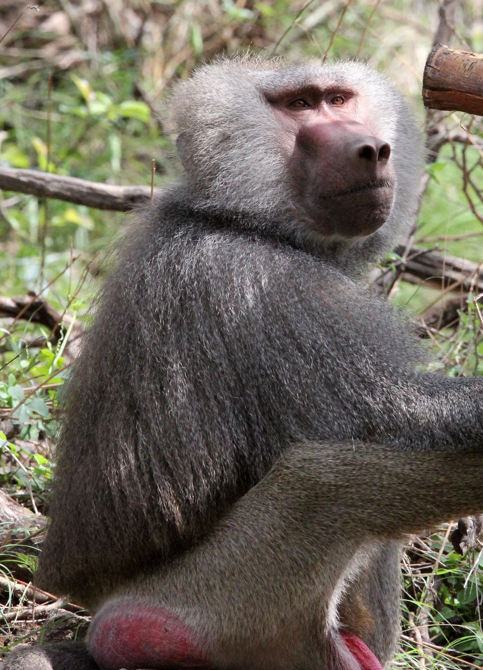 CERCOPITHECIDAE - Papio hamadryas - HAMADRYAS BABOON - AWASH NATIONAL PARK ETHIOPIA (198).JPG
