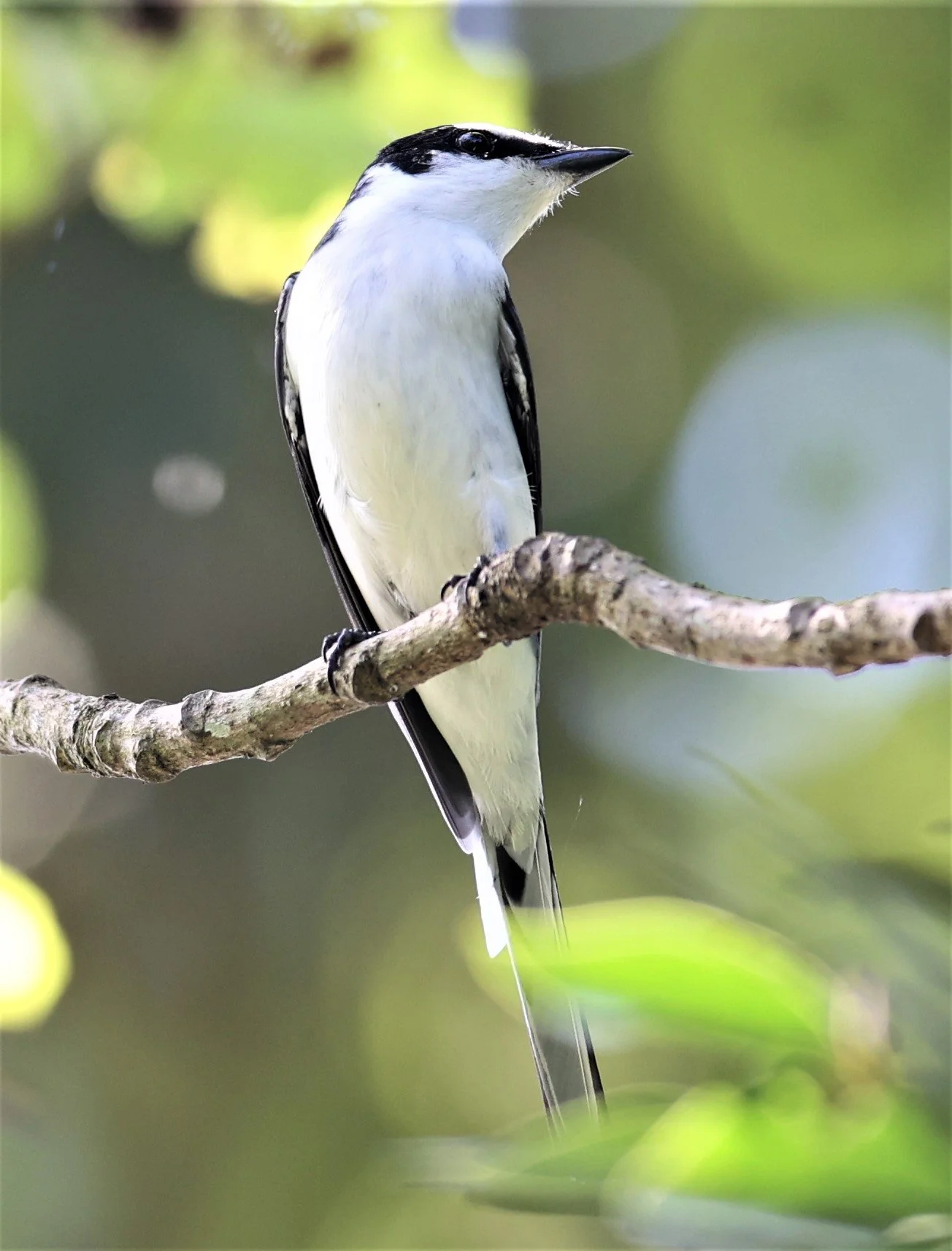 Ashy Minivet (Pericrocotus divaricatus) Kaeng Krachan NP Thailand (6).jpg