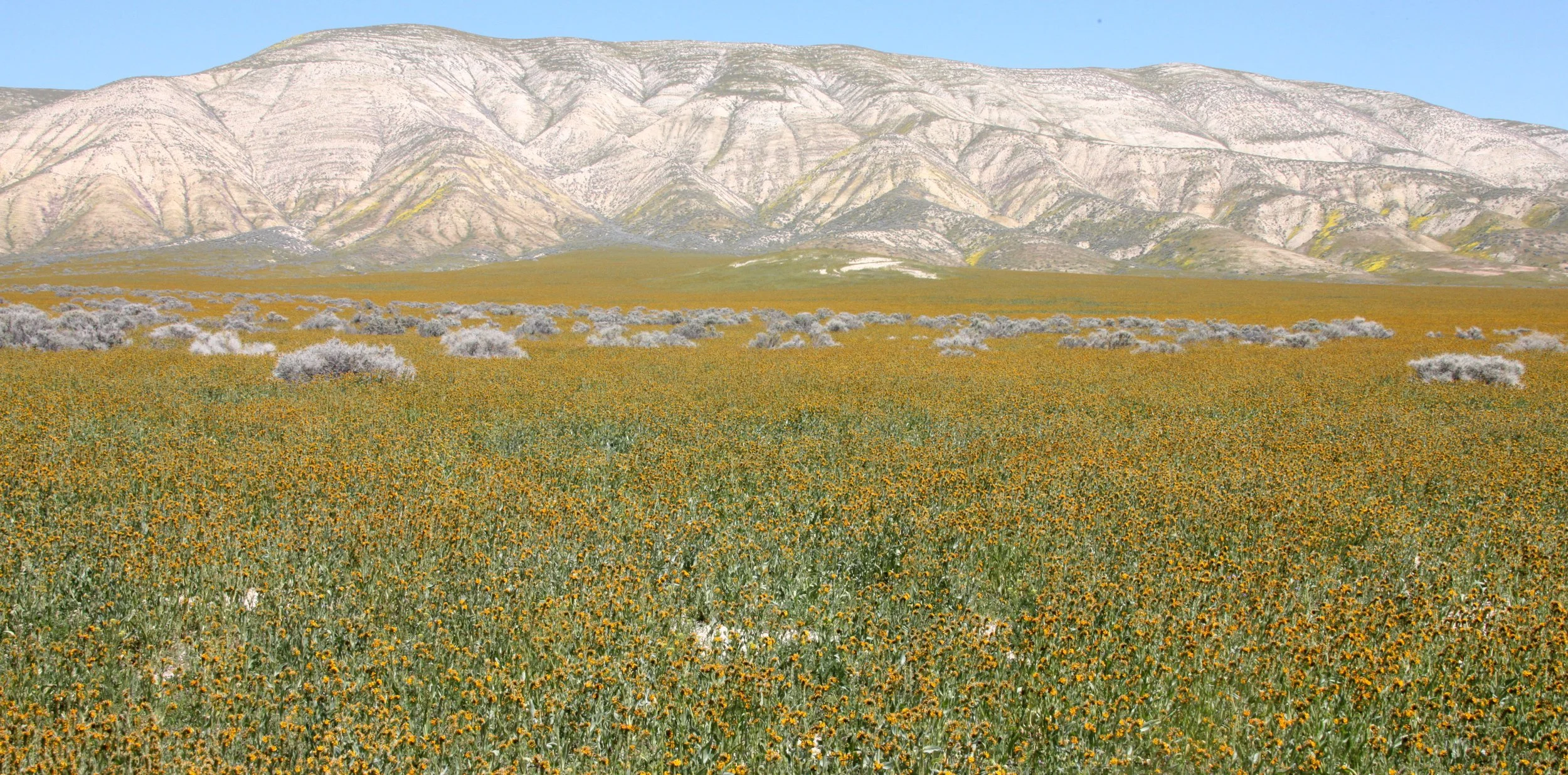 CARRIZO PLAIN NATIONAL MONUMENT CALIFORNIA VIEWS OF THE REGION - ROAD TRIP 2010 (2).JPG