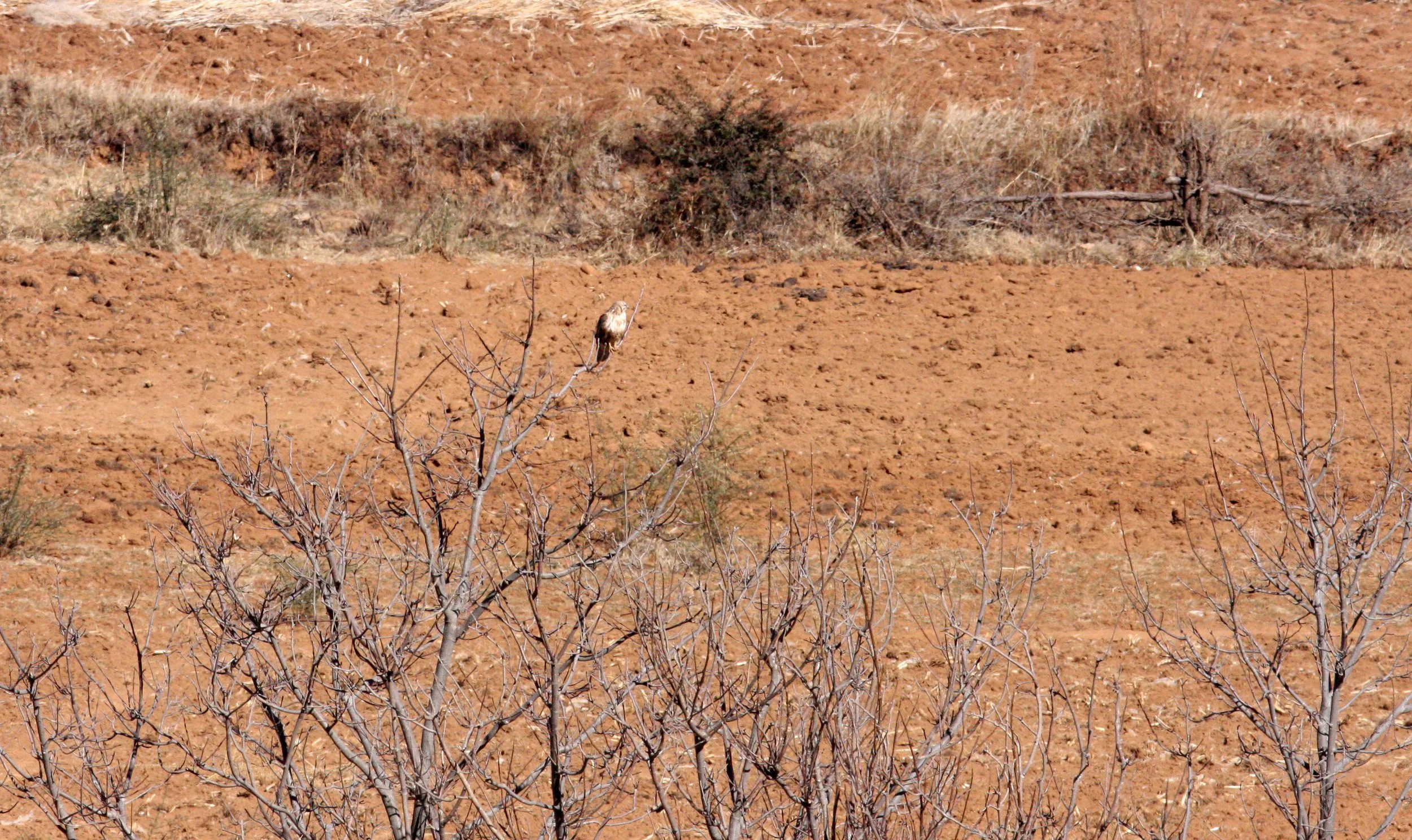 Buteo buteo - COMMON BUZZARD - LIJIANG REGION - SURROUNDING HIGHLANDS YUNNAN (1).JPG