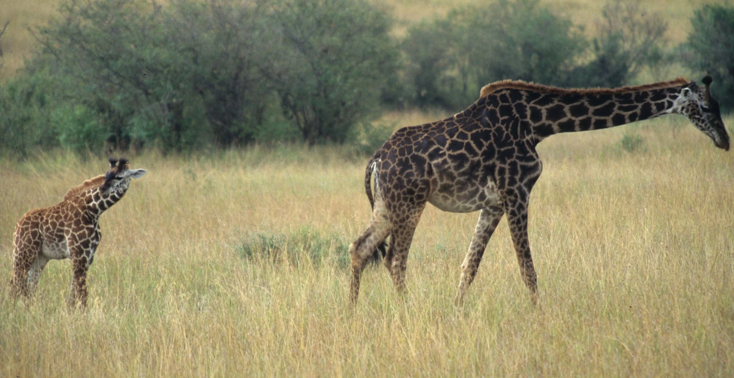 GIRAFFE-MASAI-SERENGETI 15.jpg
