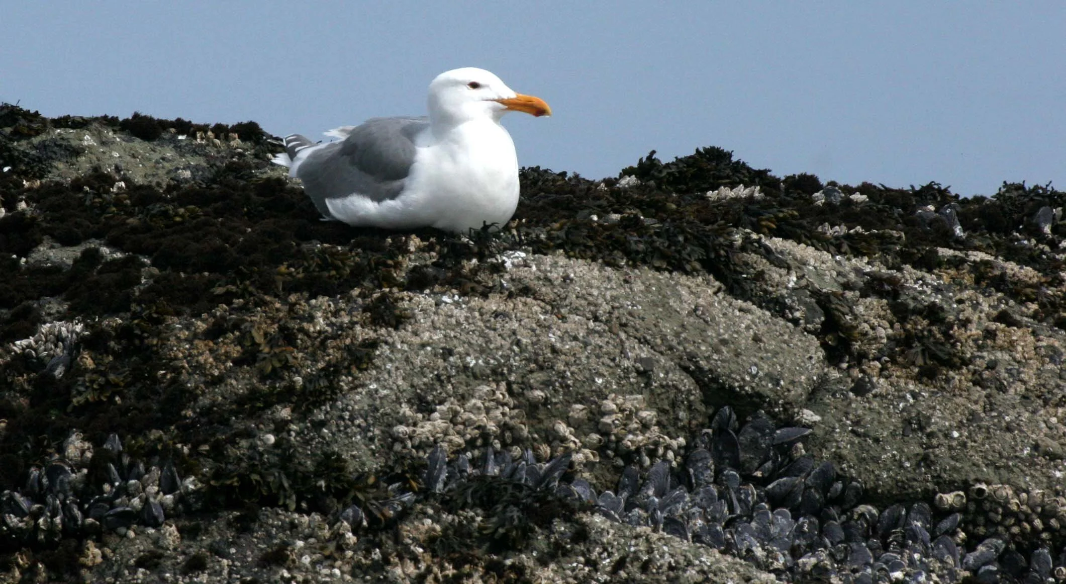 BIRD - GULL - GLAUCOUS-WINGED GULL - SALT CREEK WA.JPG