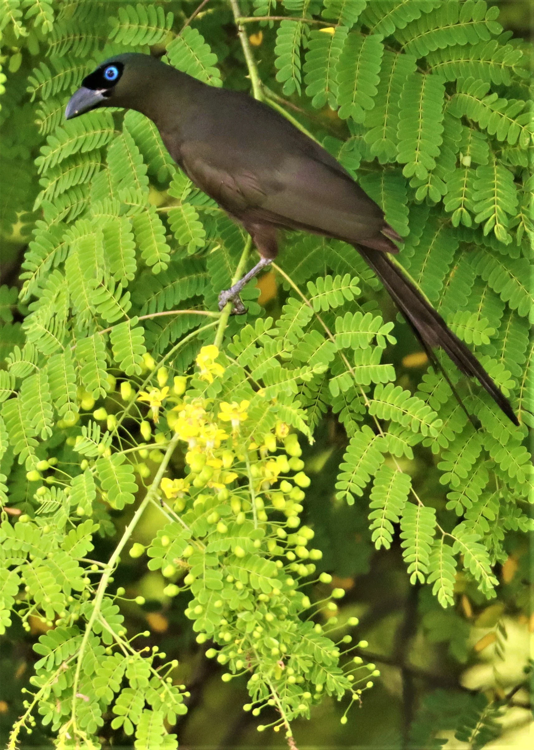 TREEPIE - RACKET-TAILED TREEPIE -Crypsirina temia - PU PLU SCRUBLANDS, NONG YA PLONG PETCHABURI (10).jpg