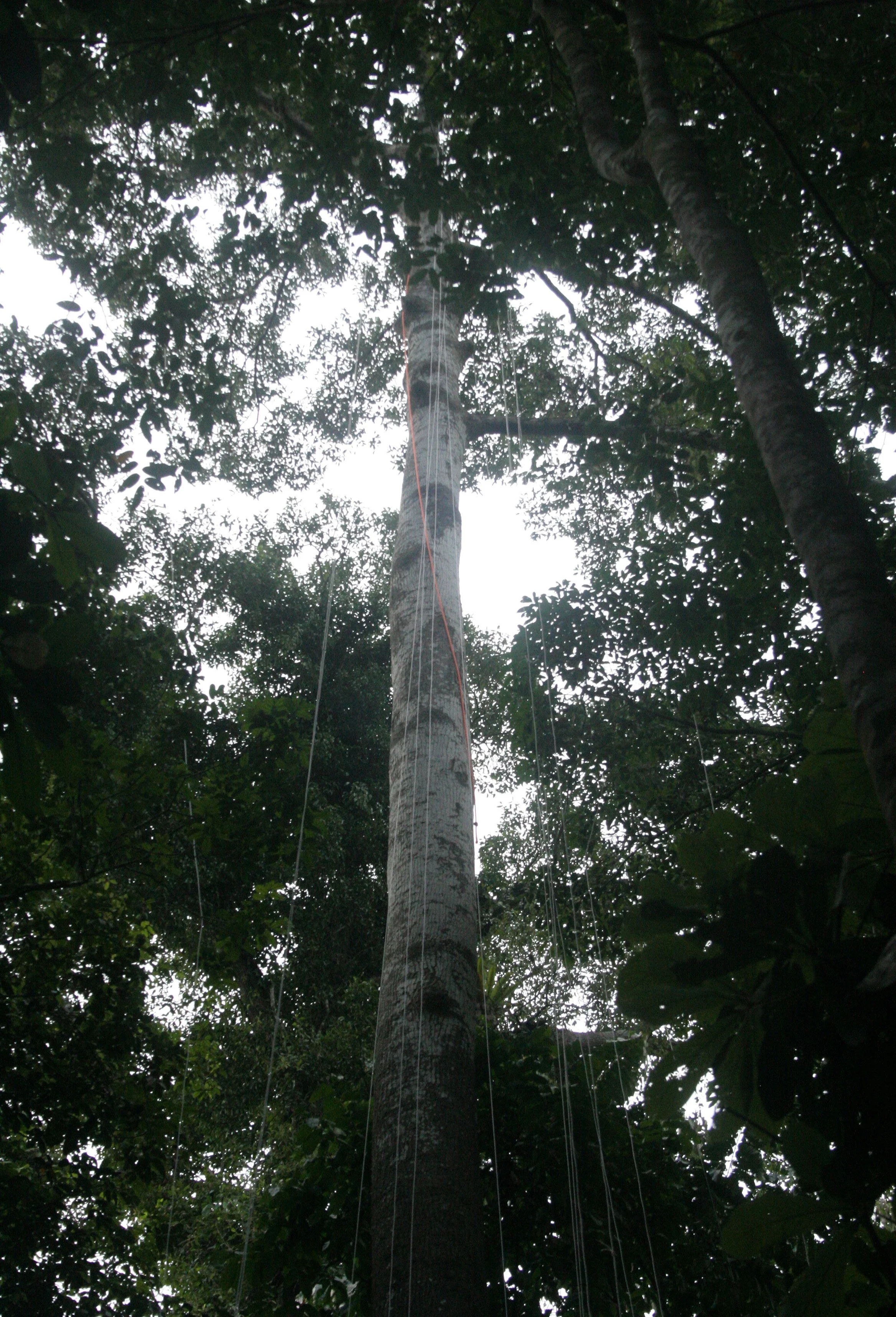 DANUM VALLEY BORNEO - TREE TO BE CLIMBED.JPG