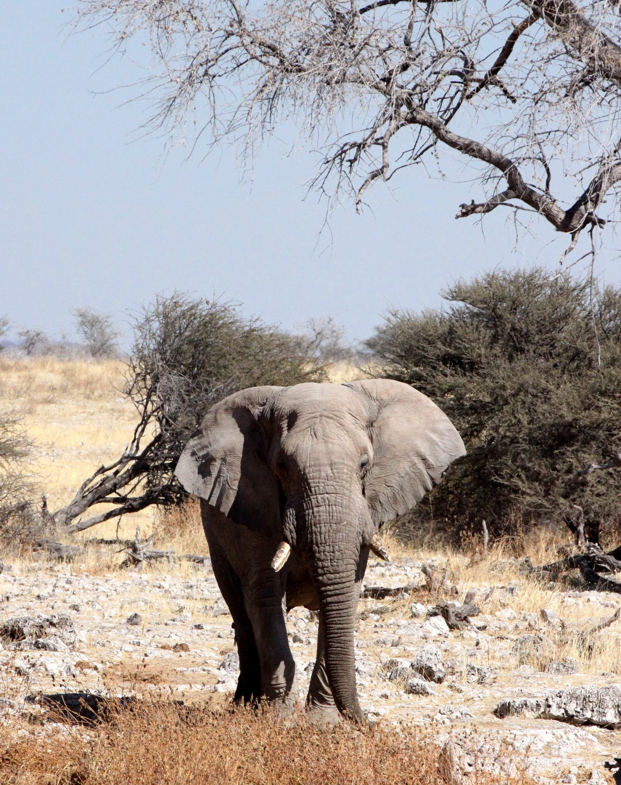 ELEPHANT - AFRICAN ELEPHANT - ETOSHA NATIONAL PARK NAMIBIA (114).JPG