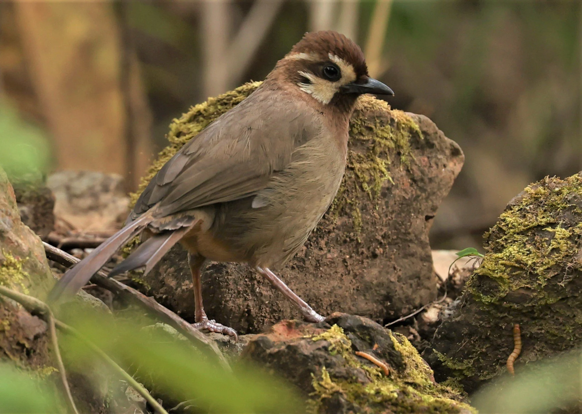 LAUGHINGTHRUSH - WHITE-BROWED LAUGHINGTHRUSH - Pterorhinus sannio - DOI SAN JU (DOI LANG WEST) FEB 2022 (13).jpg