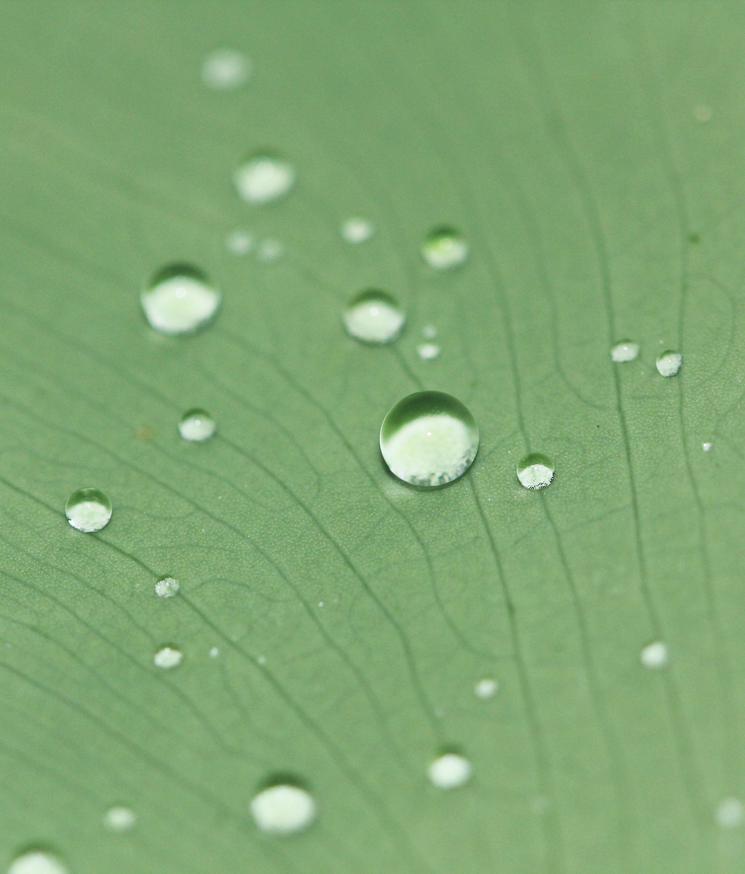 2015 Koh Lanta Summer Misc Images (985).JPG