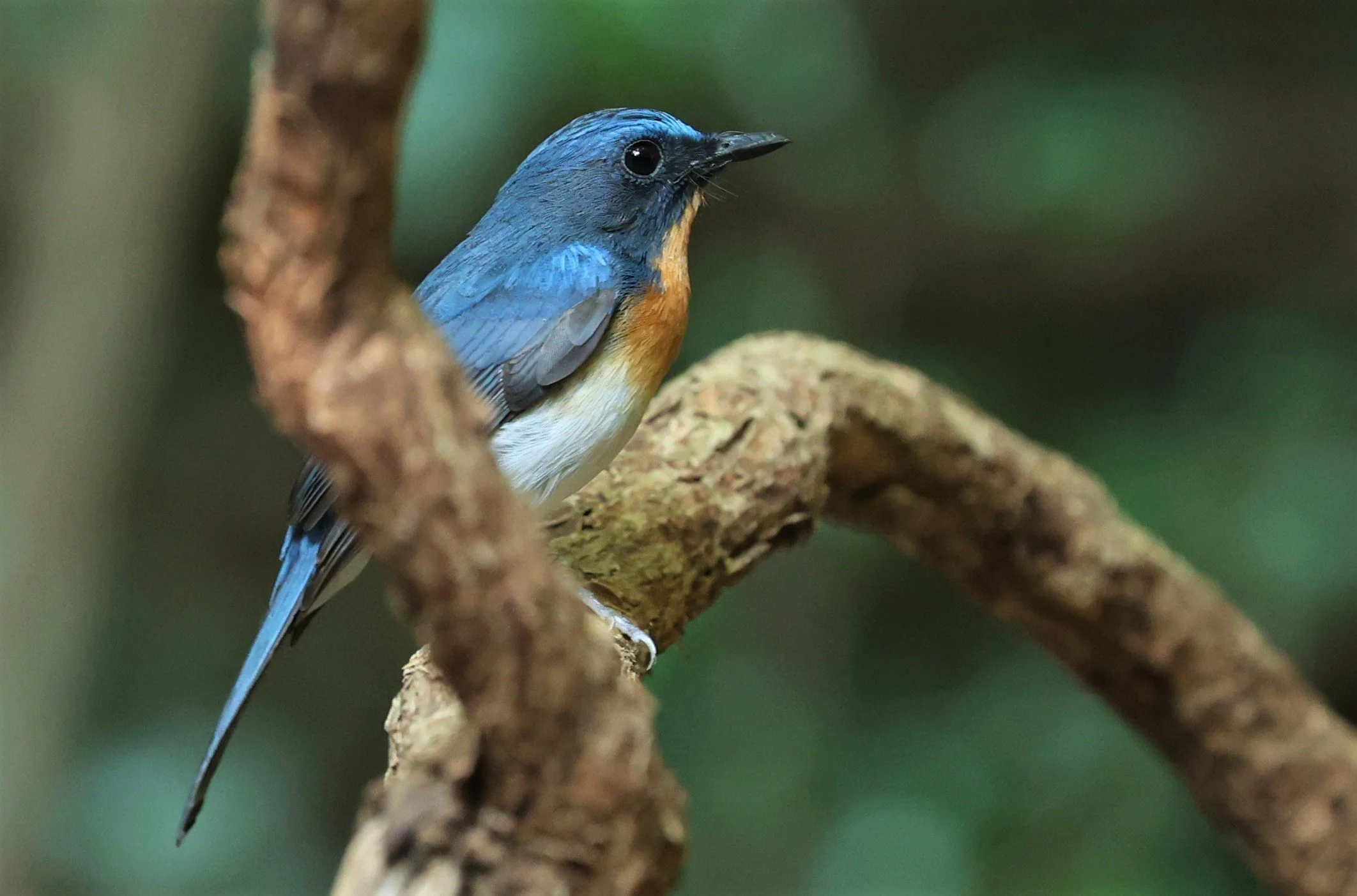 FLYCATCHER - INDOCHINESE BLUE-FLYCATCHER - Cyornis sumatrensis - PETCHABURI PROVINCE - NUY HIDE NEAR KAENG KRACHAN JAN 2022 (18).jpg
