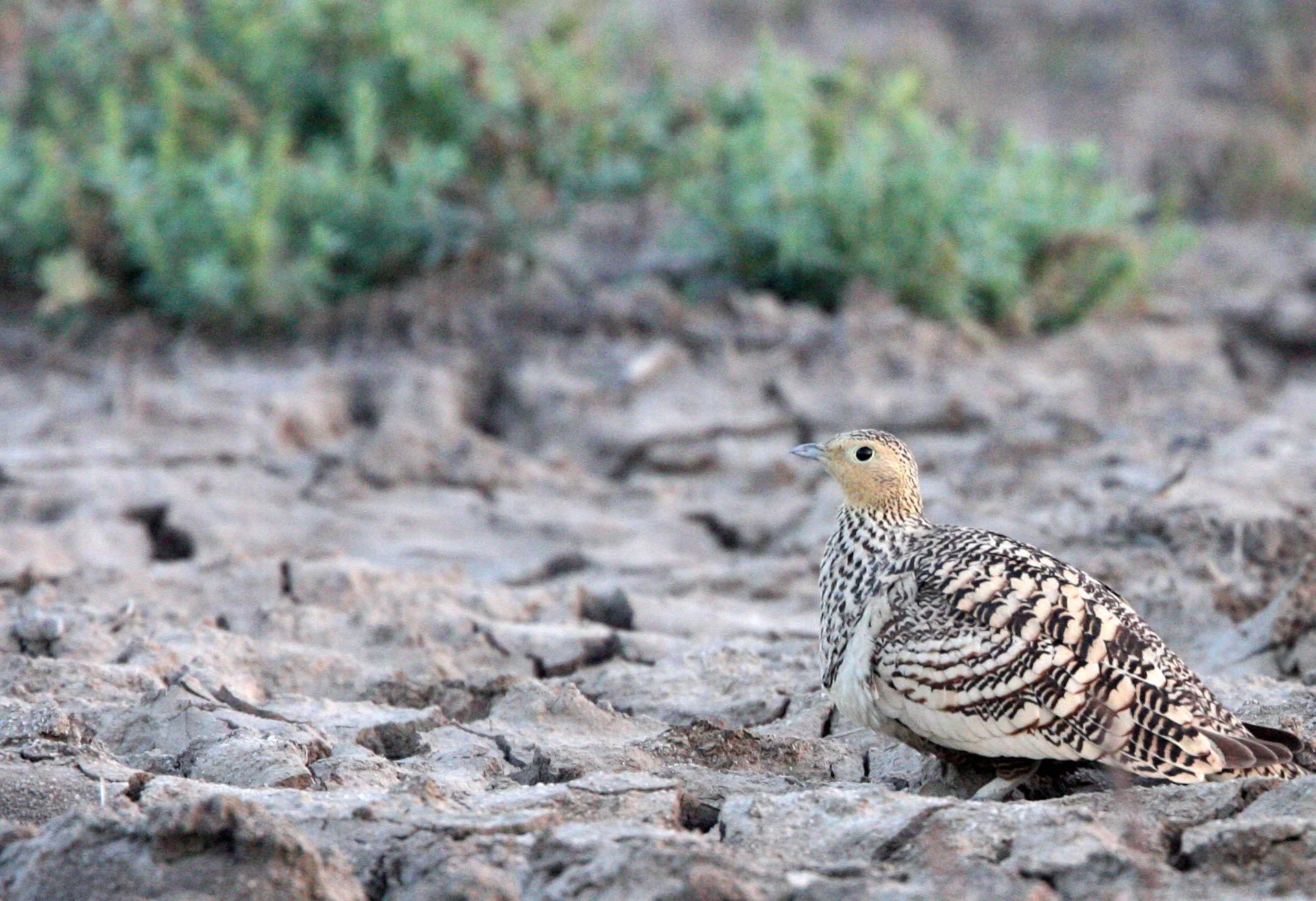 Chestnut-bellied Sandgrouse (Pterocles exustus) Little Rann of Kutch India (8).JPG