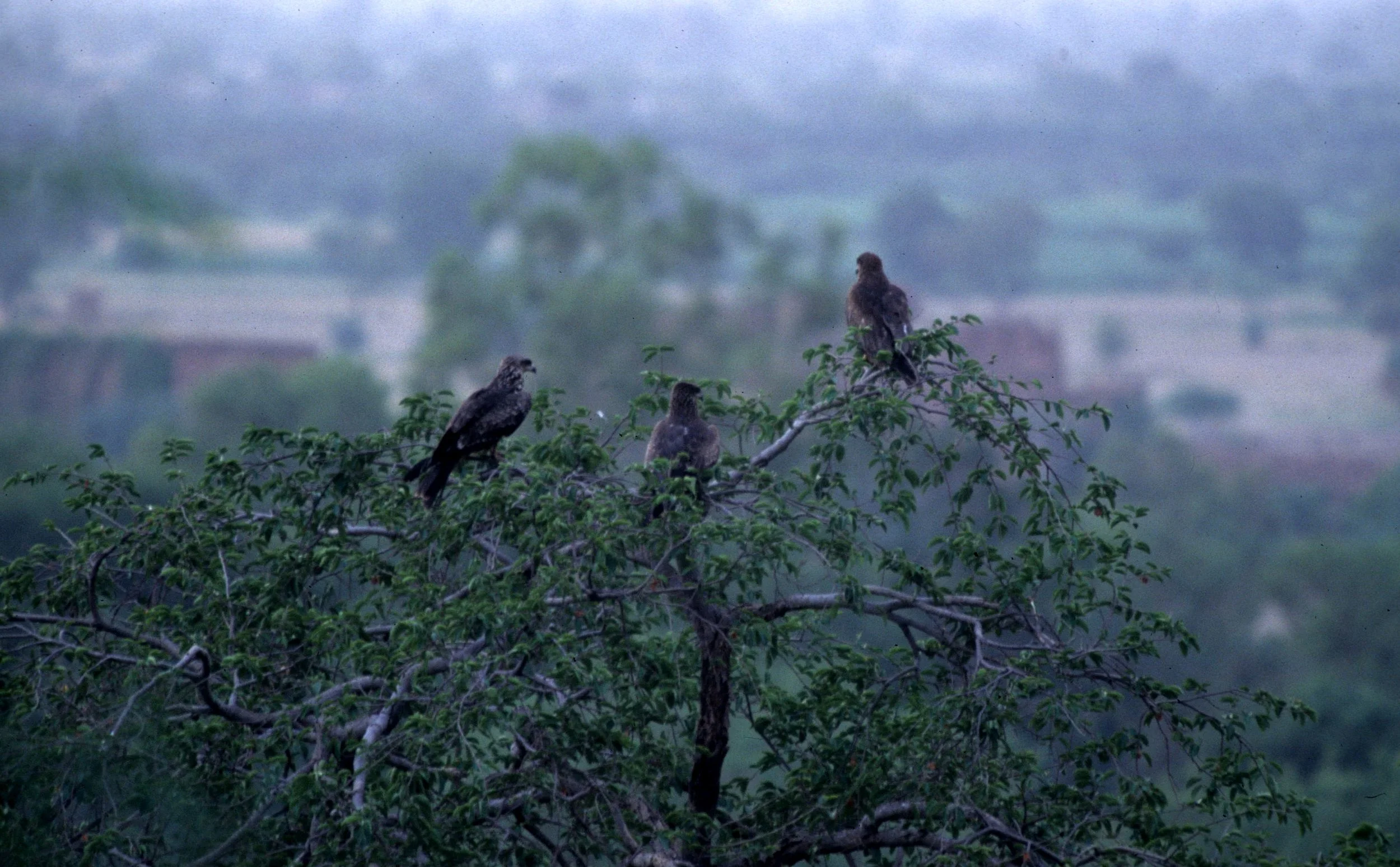 BIRD - KITE - PARIAH KITE - AGRA INDIA.jpg