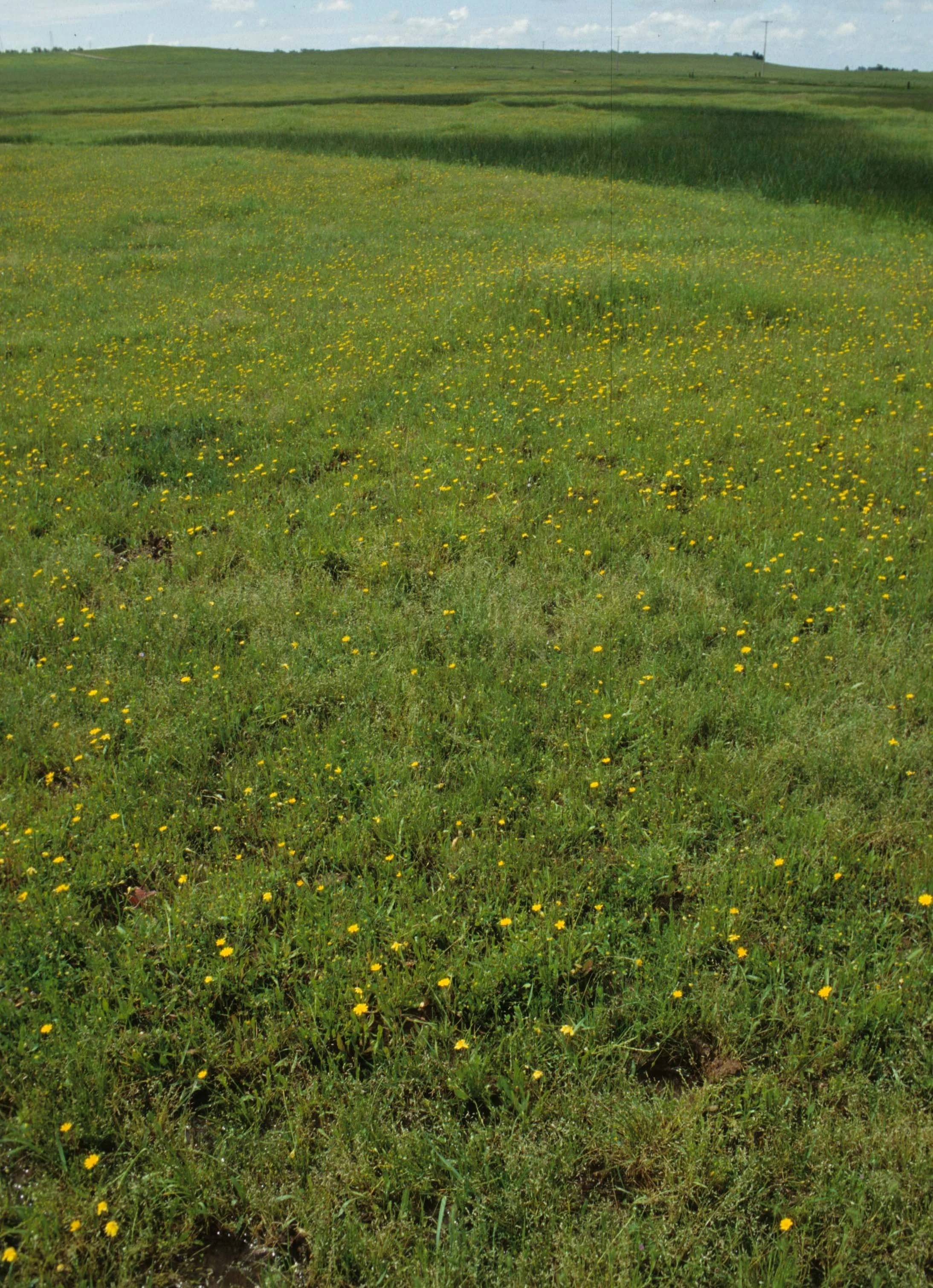 MONTANA - GLACIER - YELLOW FLOWERED FIELD (4).jpg