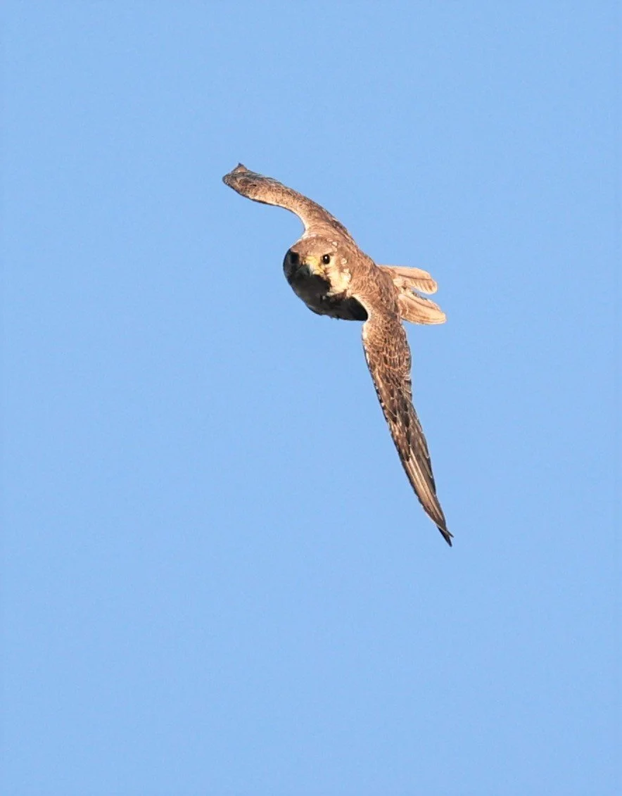 Falco mexicanus - PRAIRIE FALCON - MORLEY NELSON SNAKE RIVER BIRDS OF PREY NRA (66).jpg