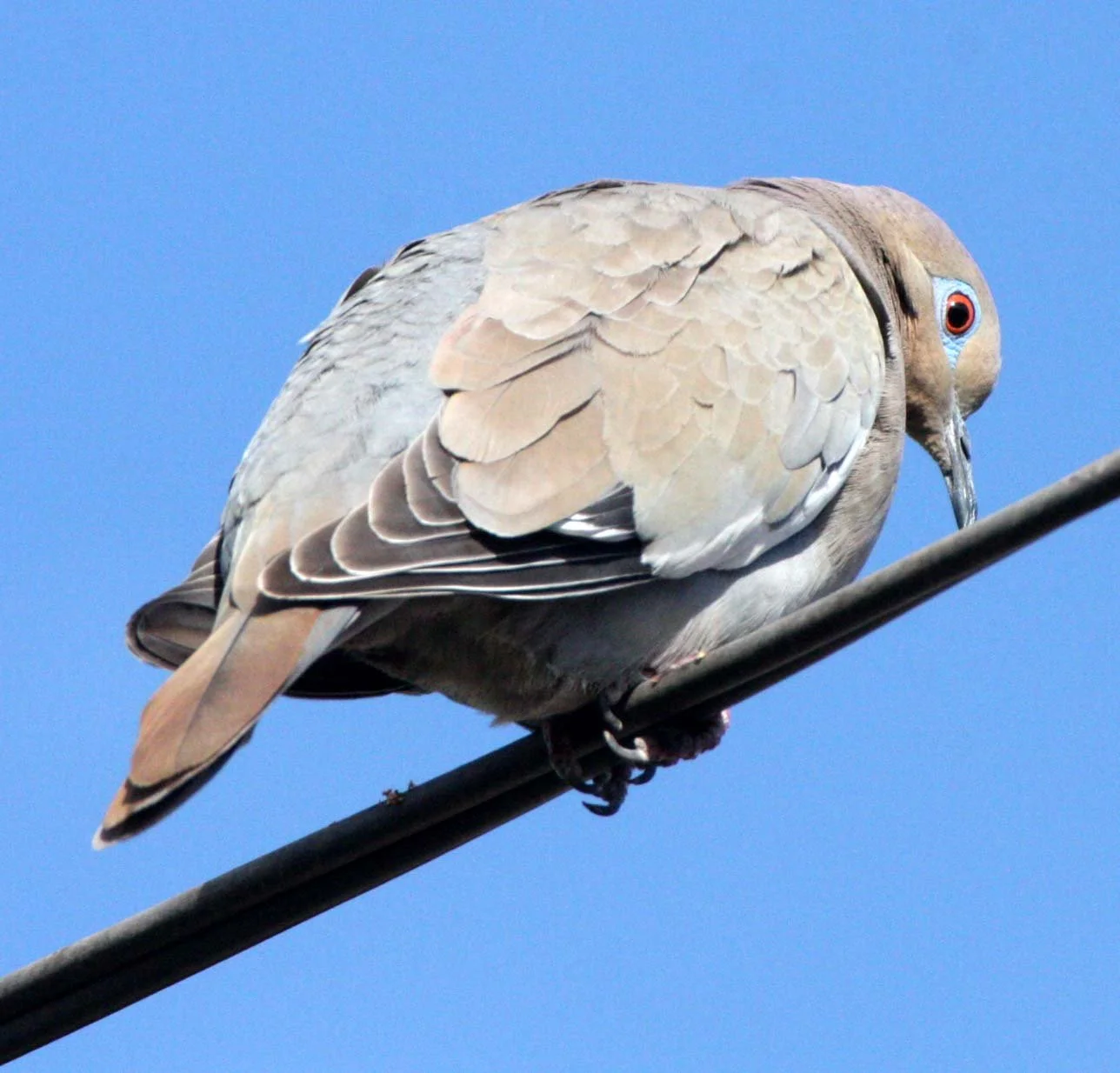 White-winged Dove (Zenaida asiatica) Loreto Baja Mexico (5).JPG