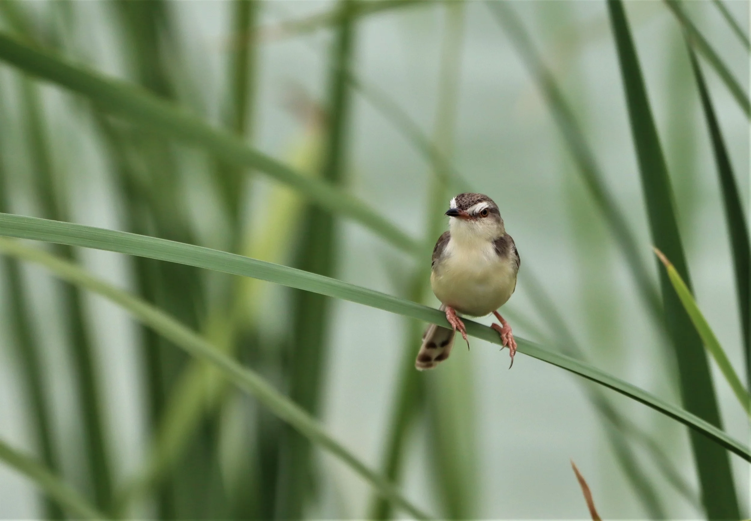 PRINIA - PLAIN PRINIA - Prinia inornata - KHON KAEN SEWAGE TREATMENT PLANT KHON KAEN UNIVERSITY  (9).jpg