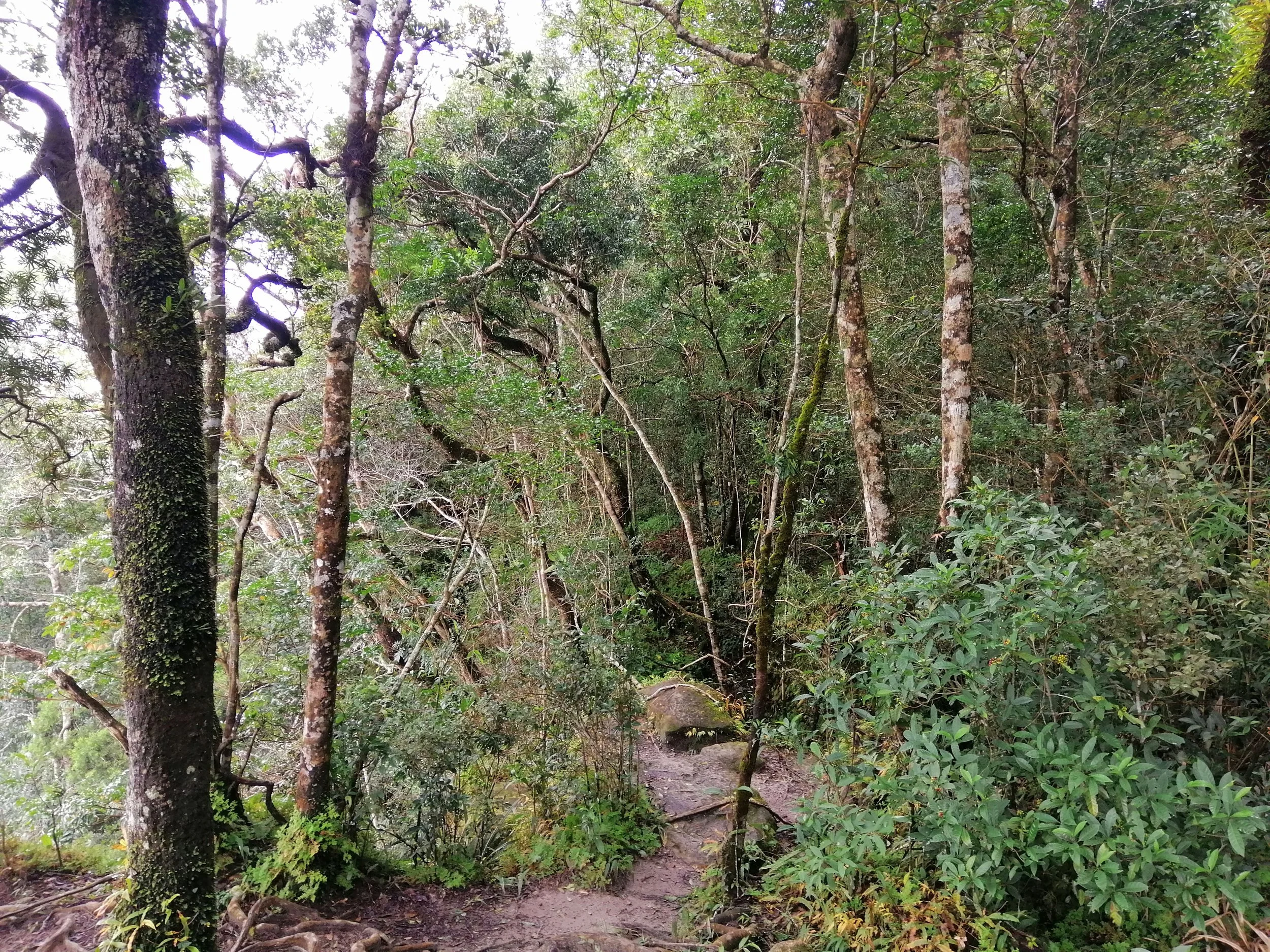 The forest structure is often characterized by shorter trees compared to the lowland dry evergreen forests. The canopy is dense, and trees are heavily covered in mosses, ferns, and epiphytes due to high humidity.