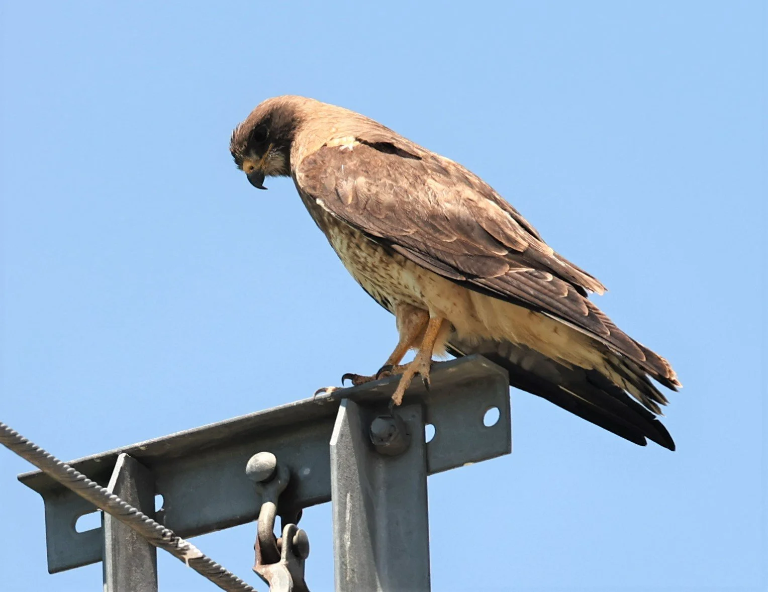 Buteo jamaicensis - RED-TAILED HAWK - SOUTH CENTRAL IDAHO MIDDLE OF NOWHERE (19).jpg