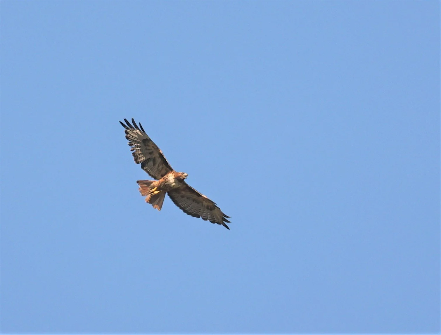 Buteo jamaicensis - RED-TAILED HAWK - FOSSIL BUTTES NATIONAL MONUMENT WYOMING (6)A.jpg