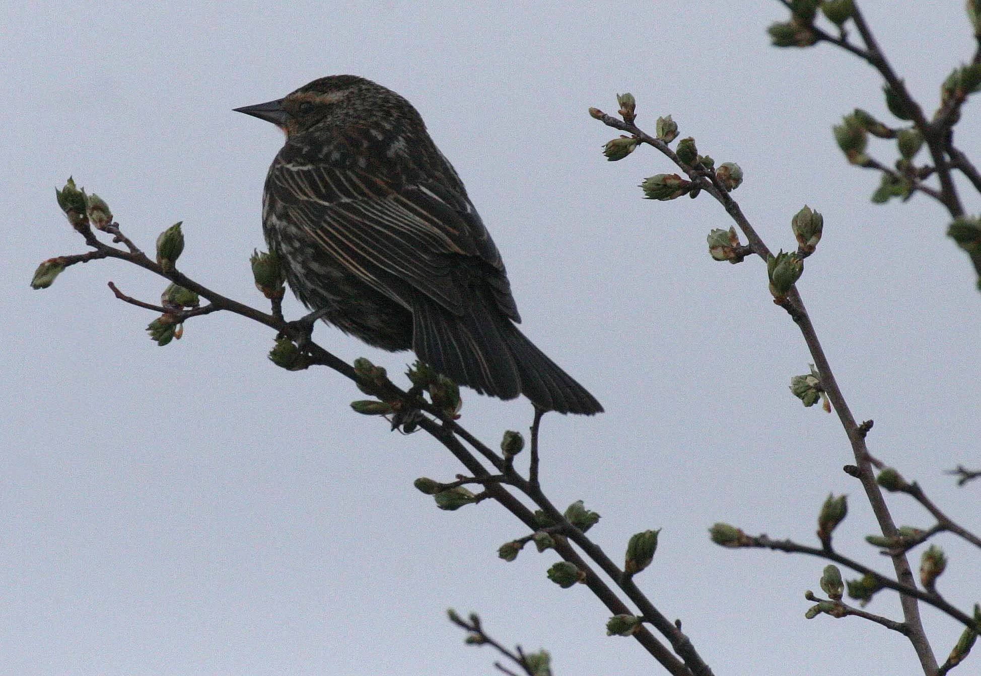Red-winged Blackbird (Agelaius phoeniceus) Jamestown Olympic Peninsula Washington (24).JPG