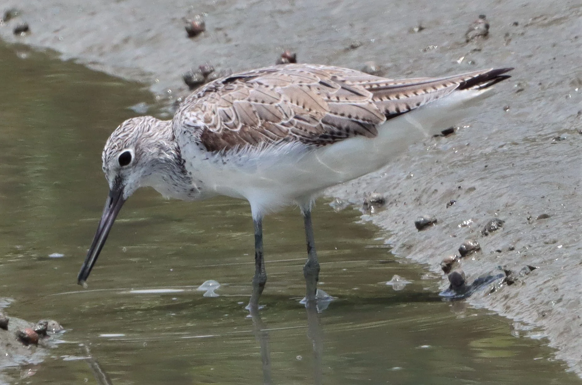 GREENSHANK - COMMON GREENSHANK - Tringa nebularia - PETCHABURI PROVINCE, PAK THALE (23).jpg