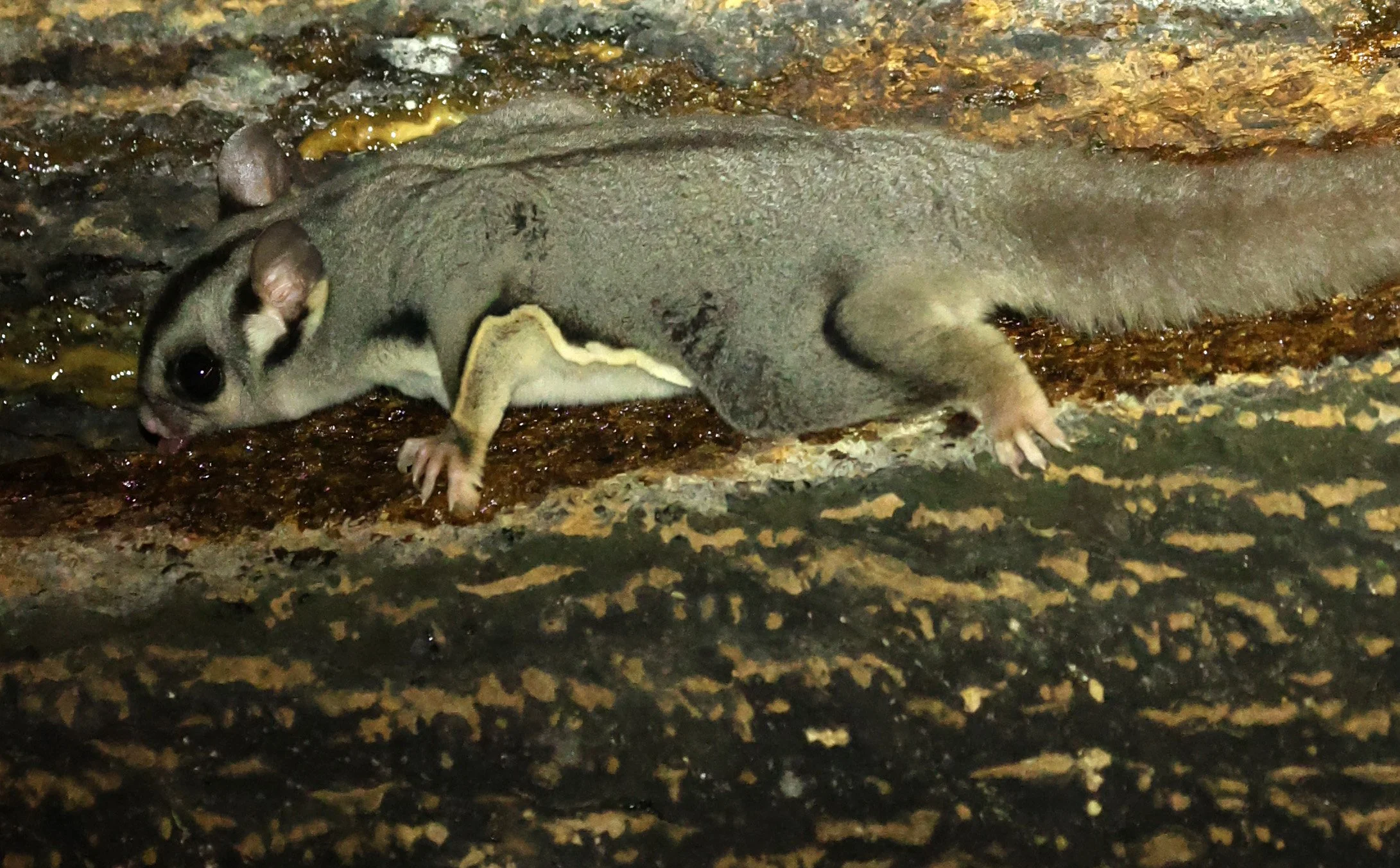 Sugar Glider (Petaurus breviceps) Chambers Lodge Atherton Tablelands - Queensland 
