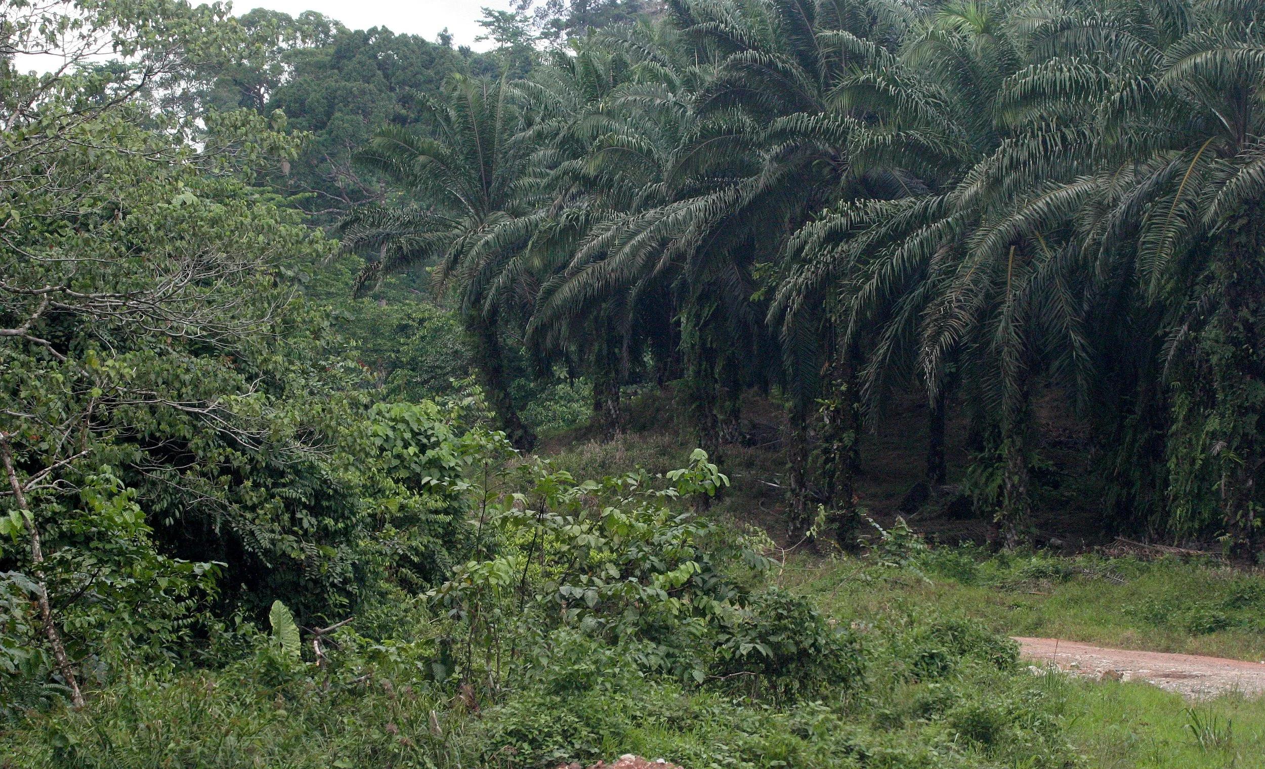 TABIN WILDLIFE RESERVE - OIL PALMS.JPG