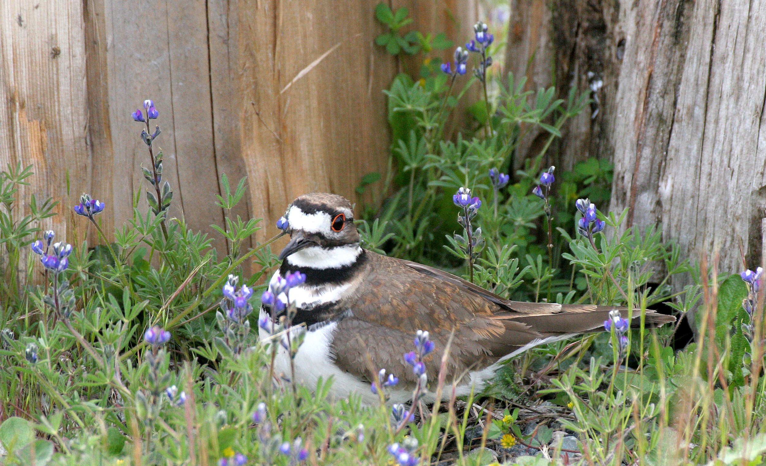 BIRD - KILLDEER - SEQUIM WA (31).JPG