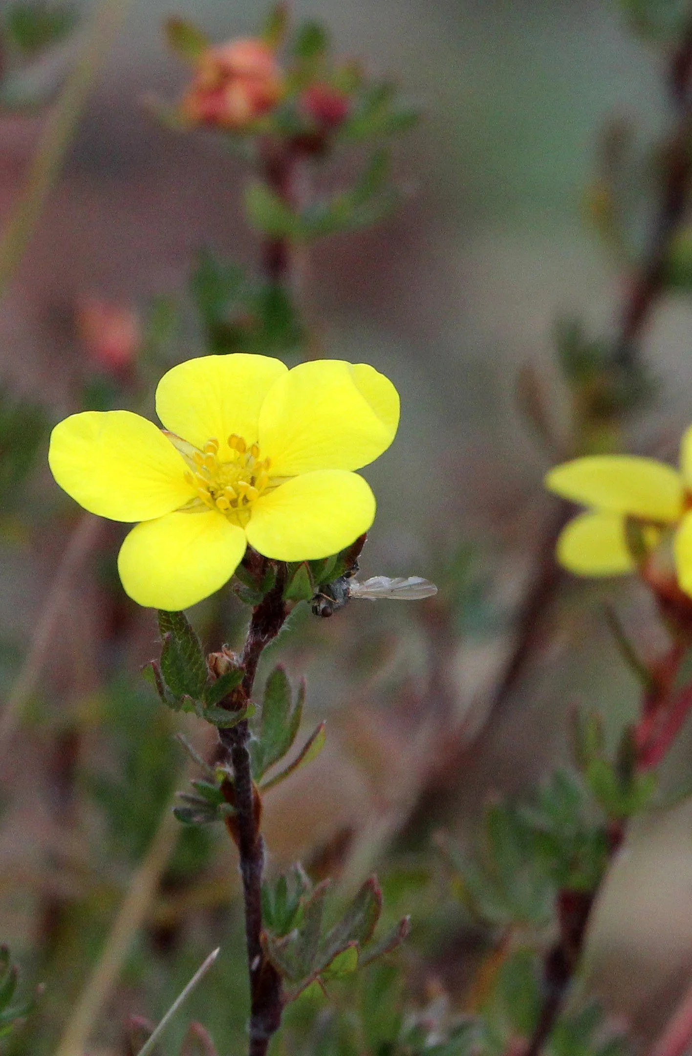 KEKEXILI NATIONAL RESERVE - QINGHAI PROVINCE - EASTERN SECTOR (10).JPG