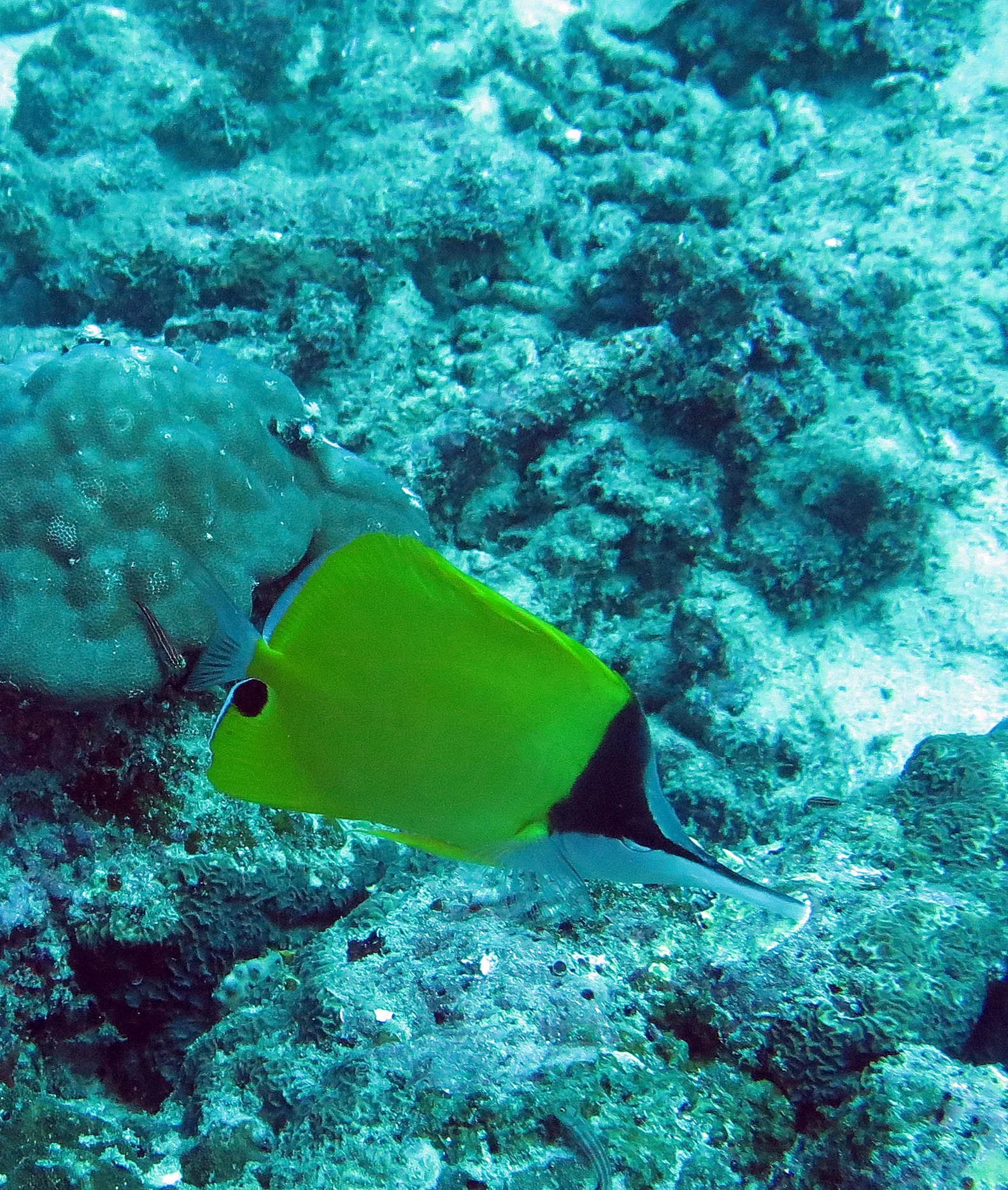 Chaetodontidae - Forcipiger longirostris - Longnose Butterflyfish - Similan Islands, Thailand (2).JPG
