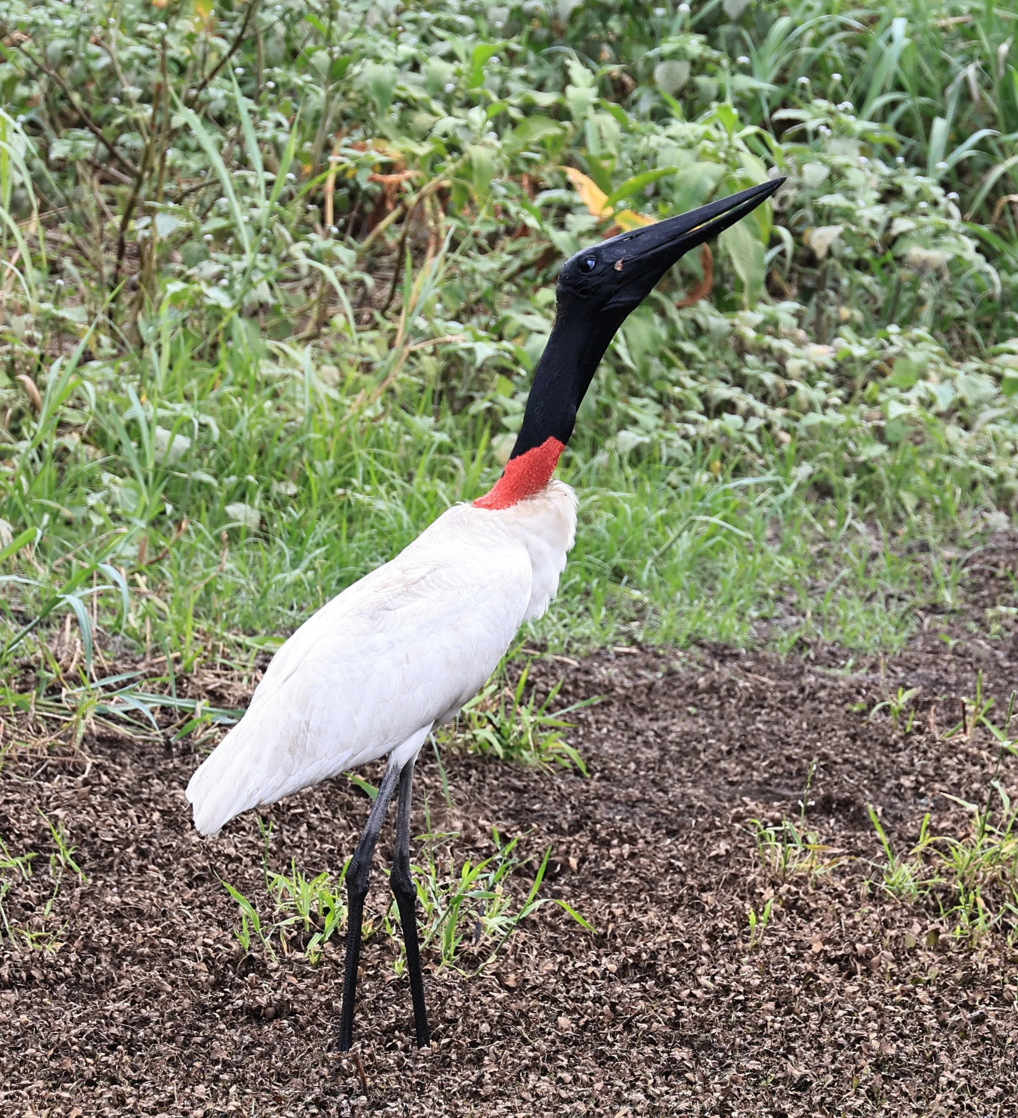 Jabiru (Jabiru mycteria) Agua Dulce Paraguay (29).jpg