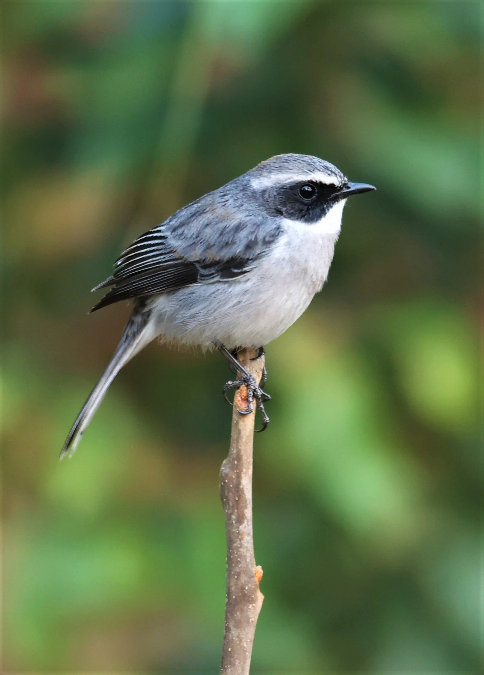 Grey Bush Chat (Saxicola ferreus) Doi San Ju, Doi Lang West, Chiang Mai