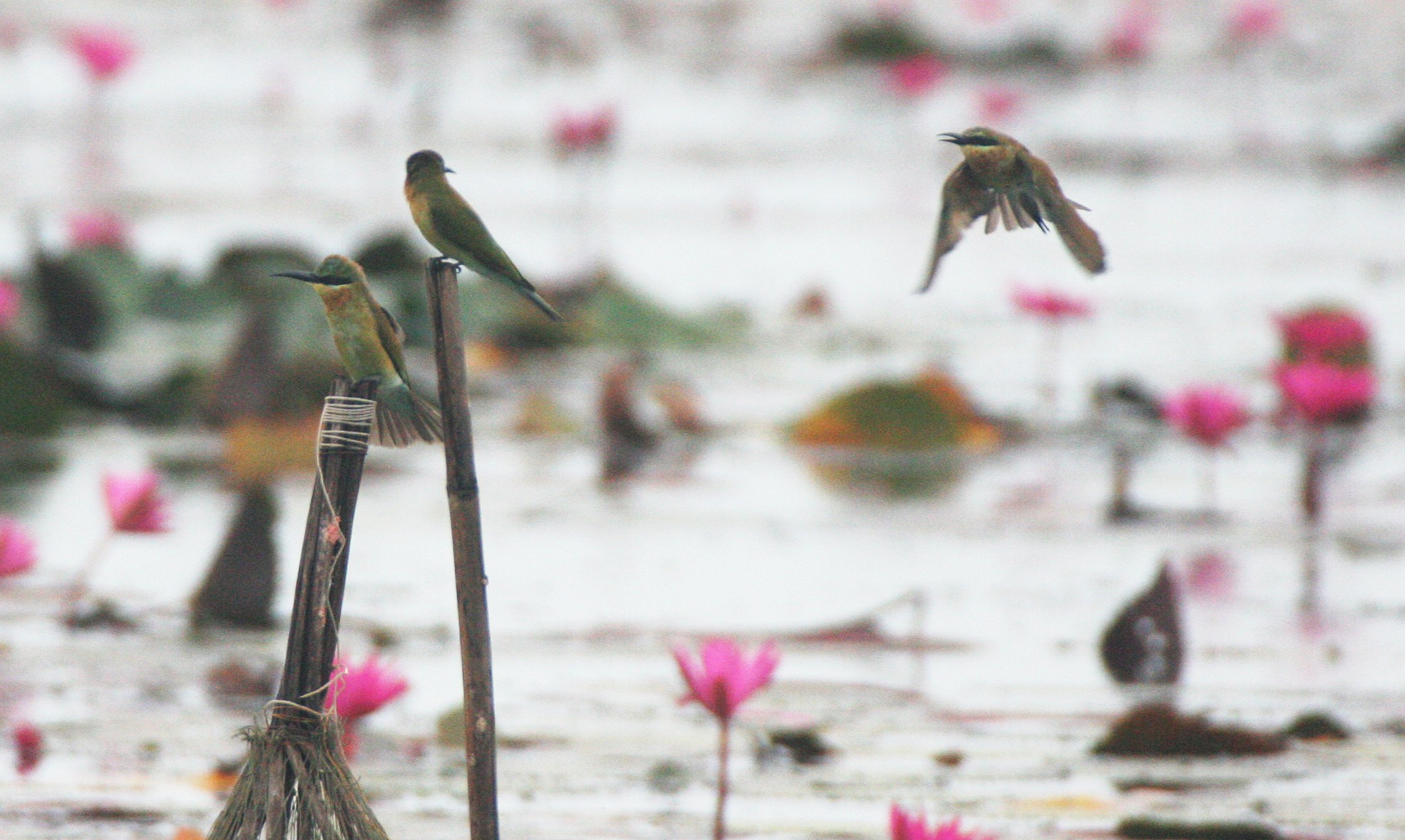BEE EATER - BLUE-TAILED BEE-EATER - Merops philippinus - BUENG BORAPHET THAILAND (5).JPG