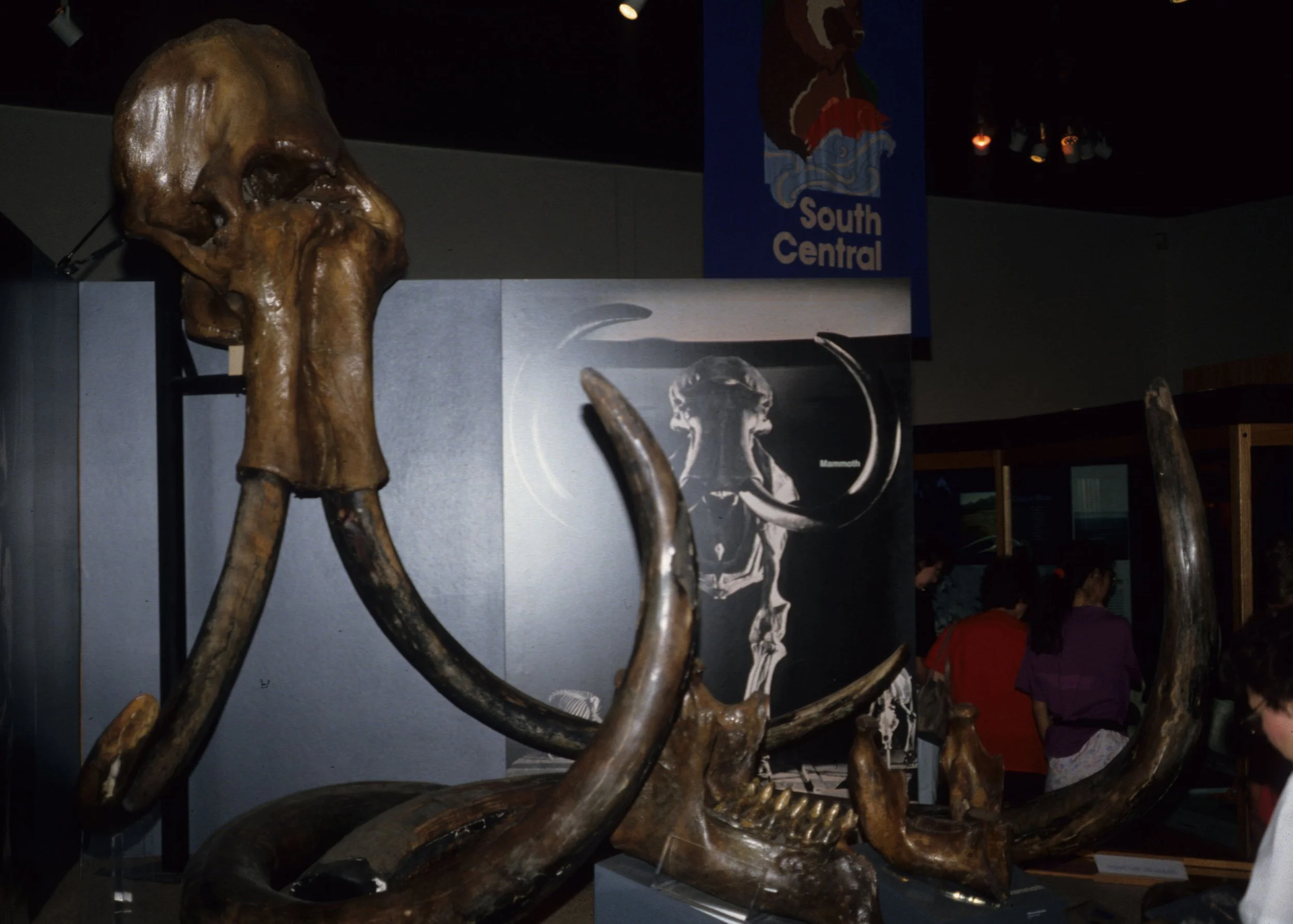 ALASKA - PREHISTORIC FAUNA A.jpg