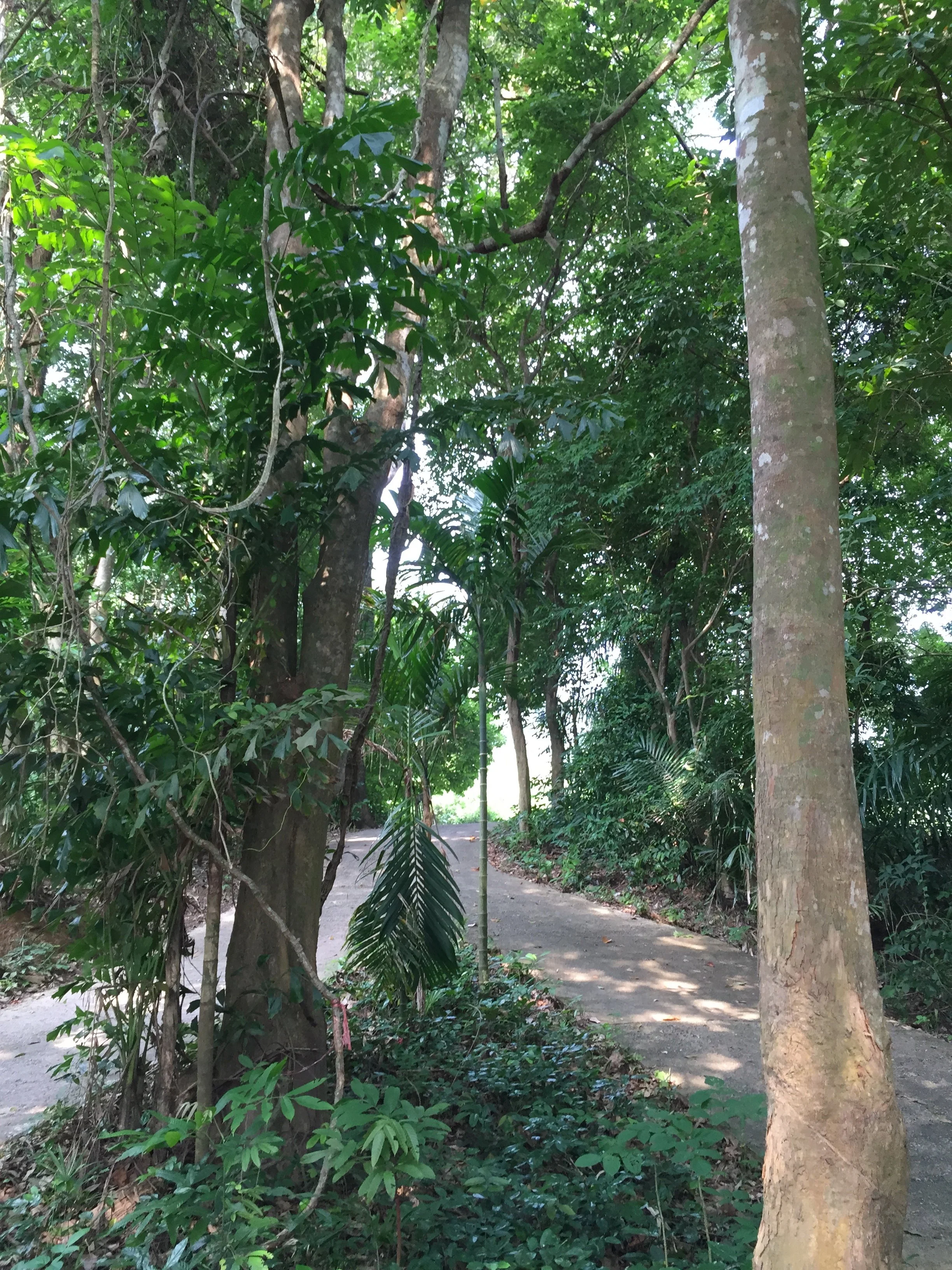 2015 Koh Lanta Garden & Nature (162).jpg