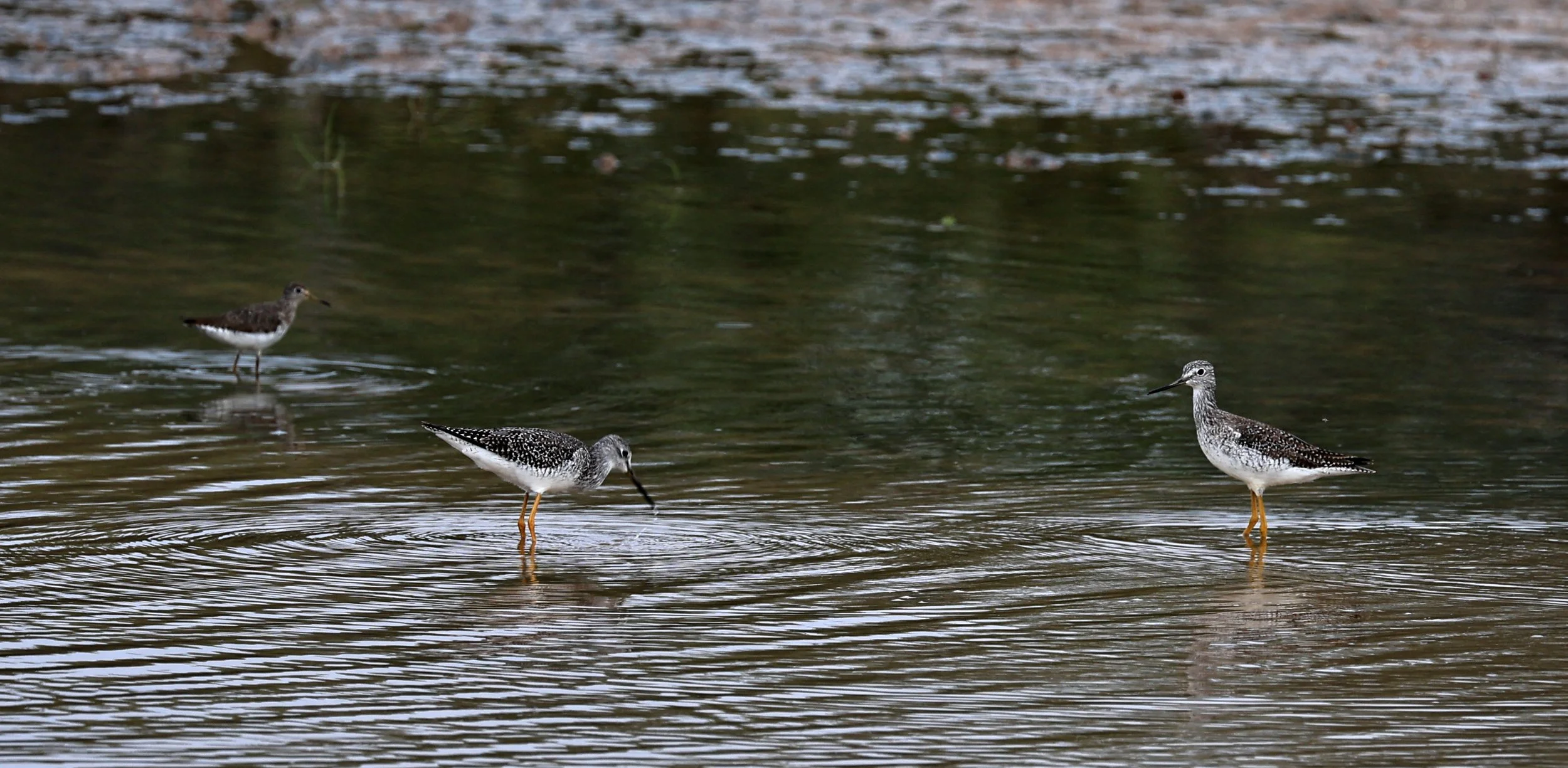 Greater Yellowlegs (Tringa melanoleuca) Chaco Lodge & Laguna Salada Paraguay (10).jpg