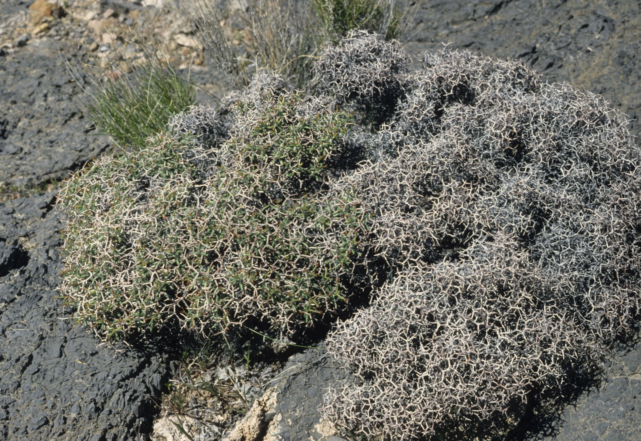 DEATH VALLEY - MENODORA SPINESCENS - SPINY MENODORA.jpg