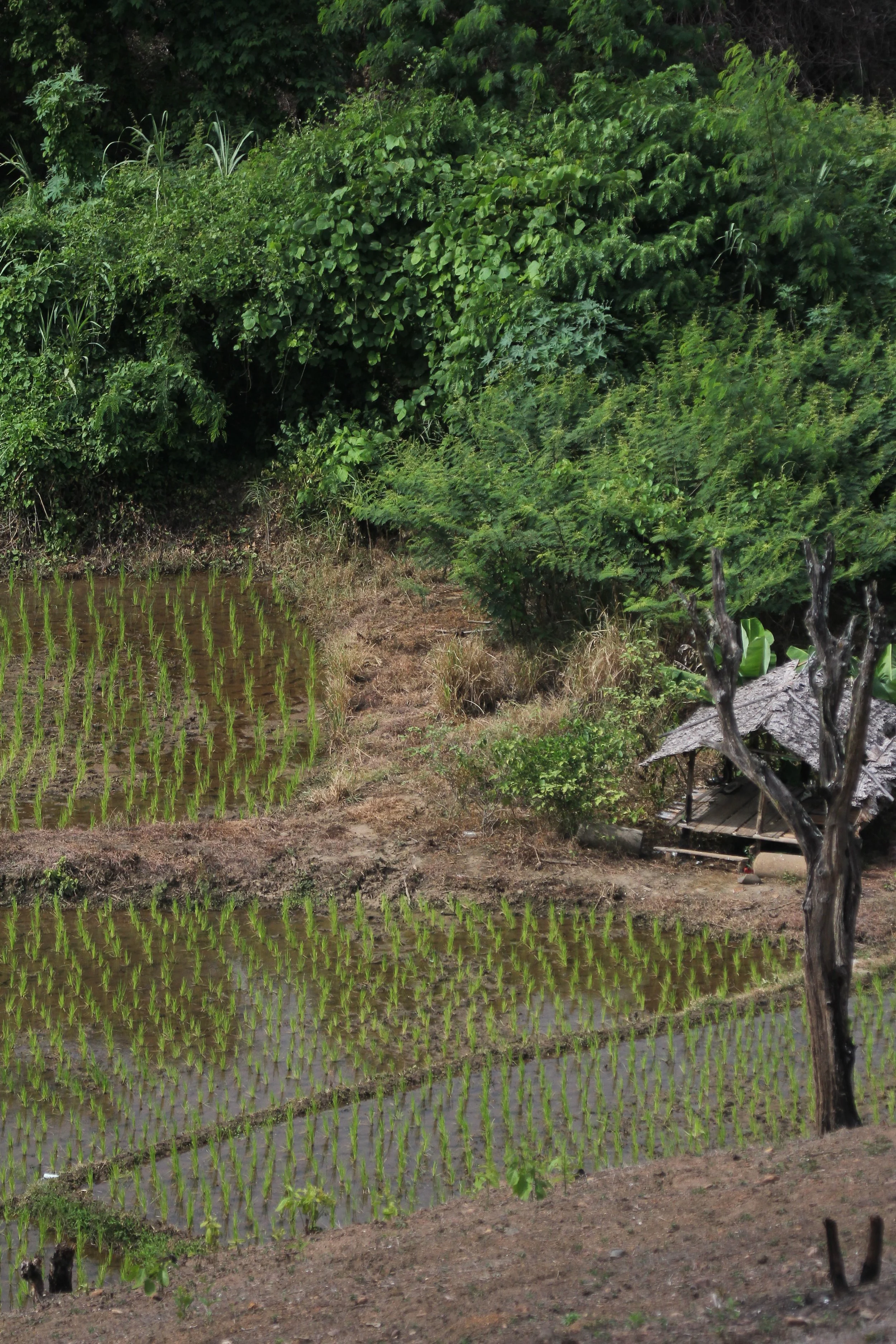 2020 7-8, 9, 10 - Omkoi Area, Chiang Mai - North Thailand Roadtrip (46).JPG