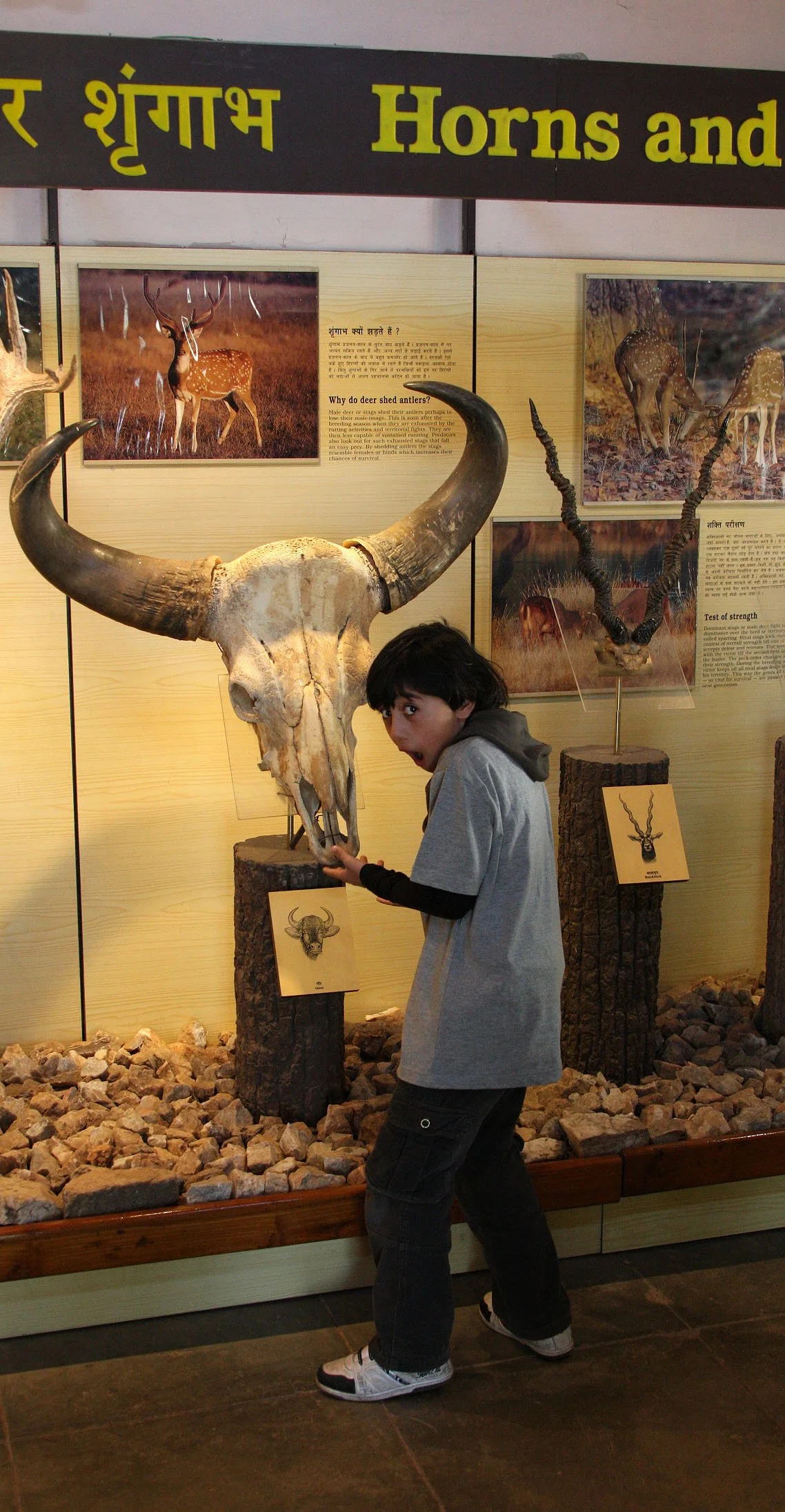 MADHYA PRADESH - KANHA NATIONAL PARK MADHYA PRADESH INDIA (37).JPG