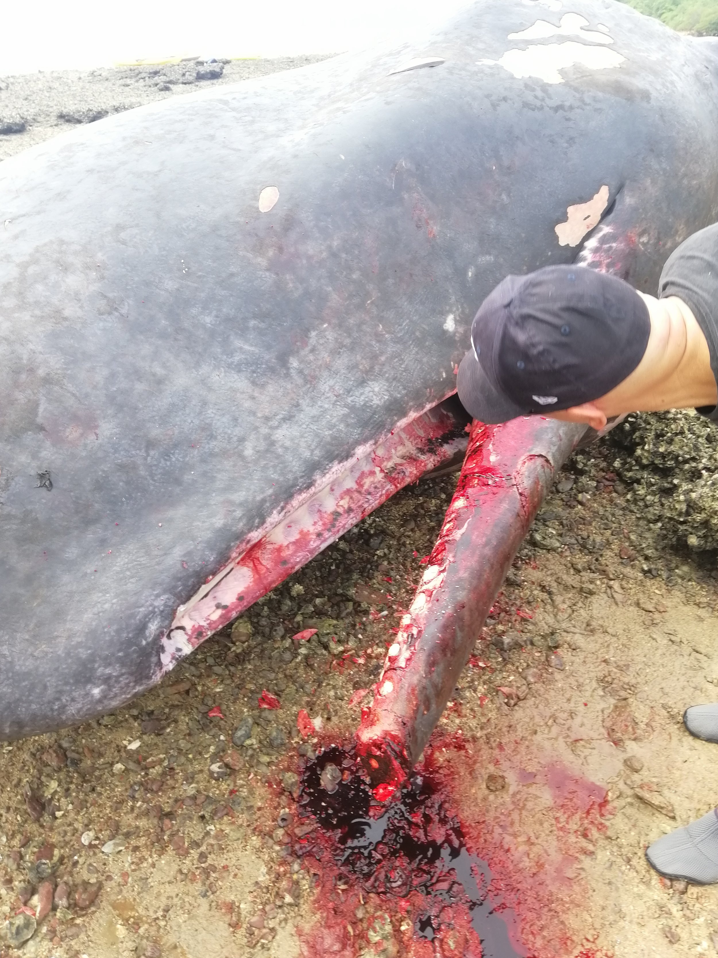 2019 Koh Lanta Dead Sperm Whale Summer Trip (5).jpg