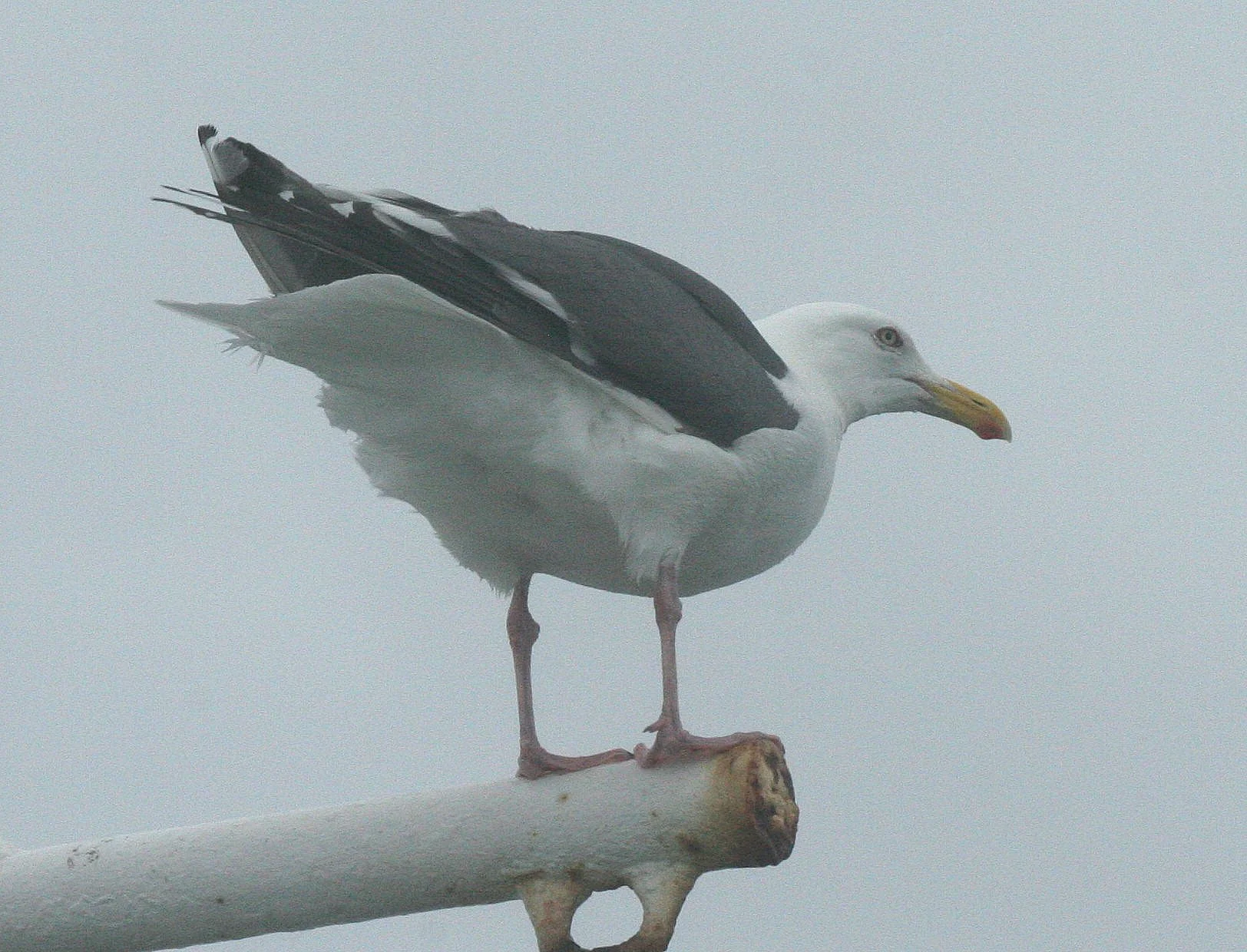 BIRD - GULL - GLAUCOUS PROBABLE - KURILS RUSSIA (2).jpg