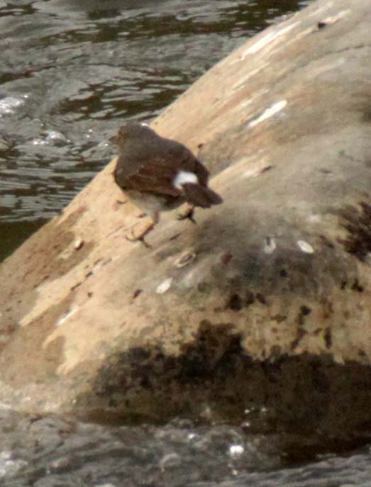 BIRD - REDSTART - PLUMBEOUS WATER REDSTART - YANG COUNTY - SHAANXI PROVINCE CHINA (3).JPG