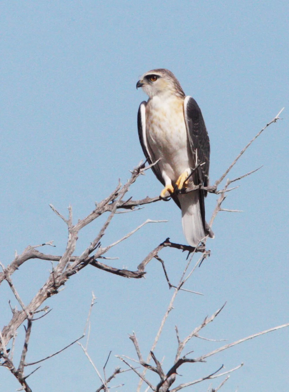Elanus caeruleus caeruleus - BLACK-SHOULDERED KITE - ETOSHA NATIONAL PARK NAMIBIA (13).JPG