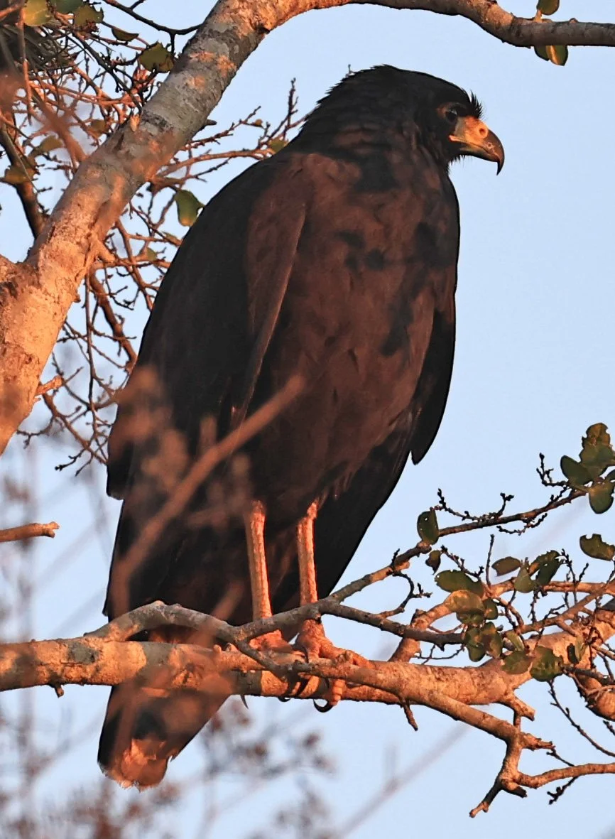 Zone-tailed Hawk (Buteo albonotatus) Agua Dulce Paraguay