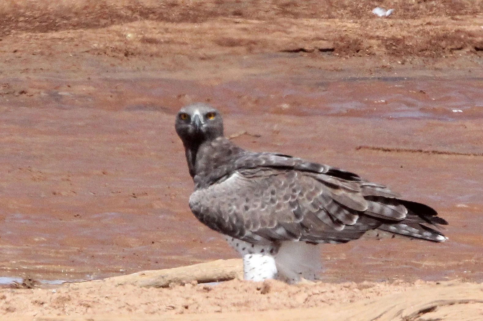 Polemaetus bellicosus - MARTIAL EAGLE - SAMBURU NATIONAL PARK KENYA (19).JPG