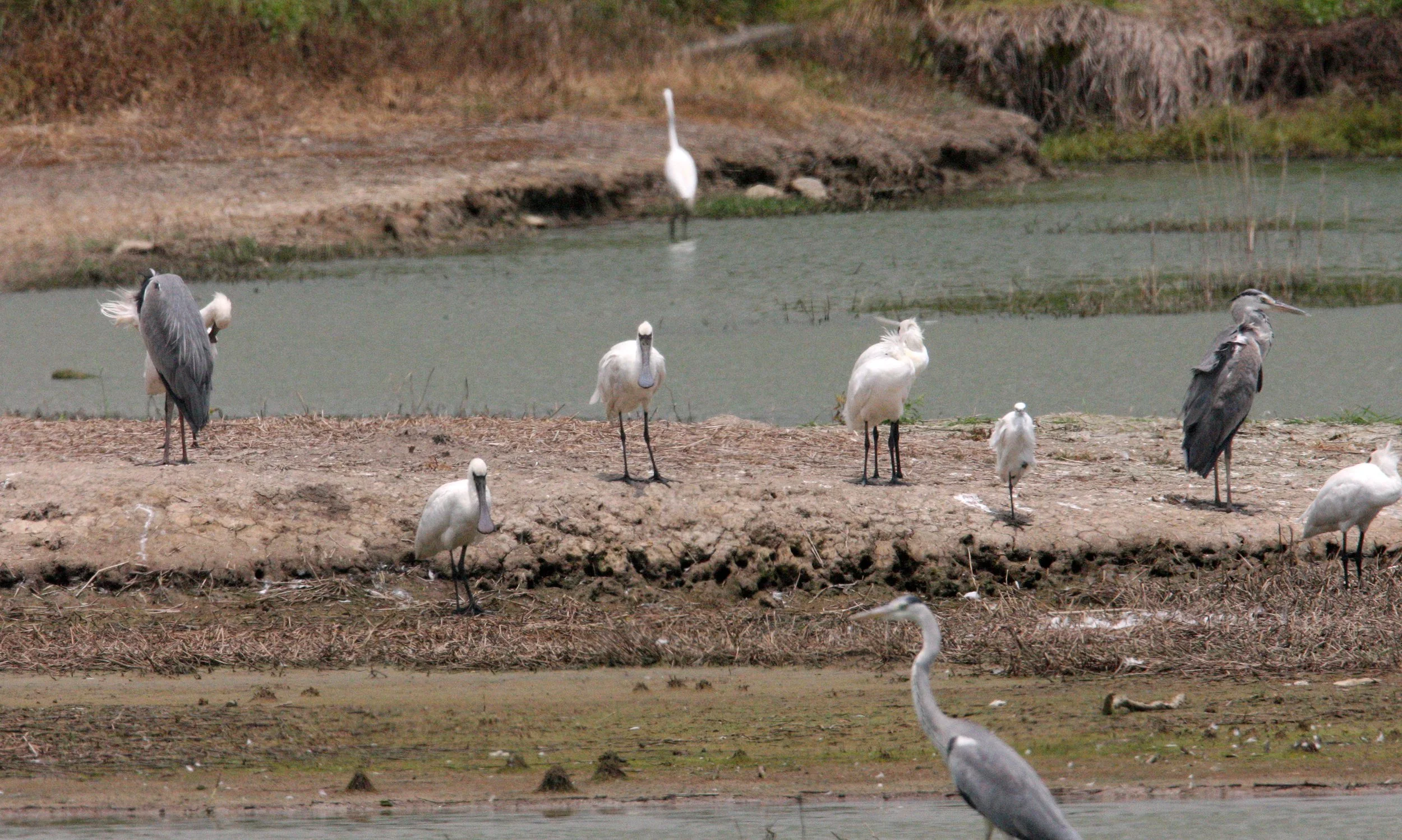 SPOONBILL - BLACK-FACED SPOONBILL - Platalea minor - MAI PO WETLANDS HONG KONG (79).JPG