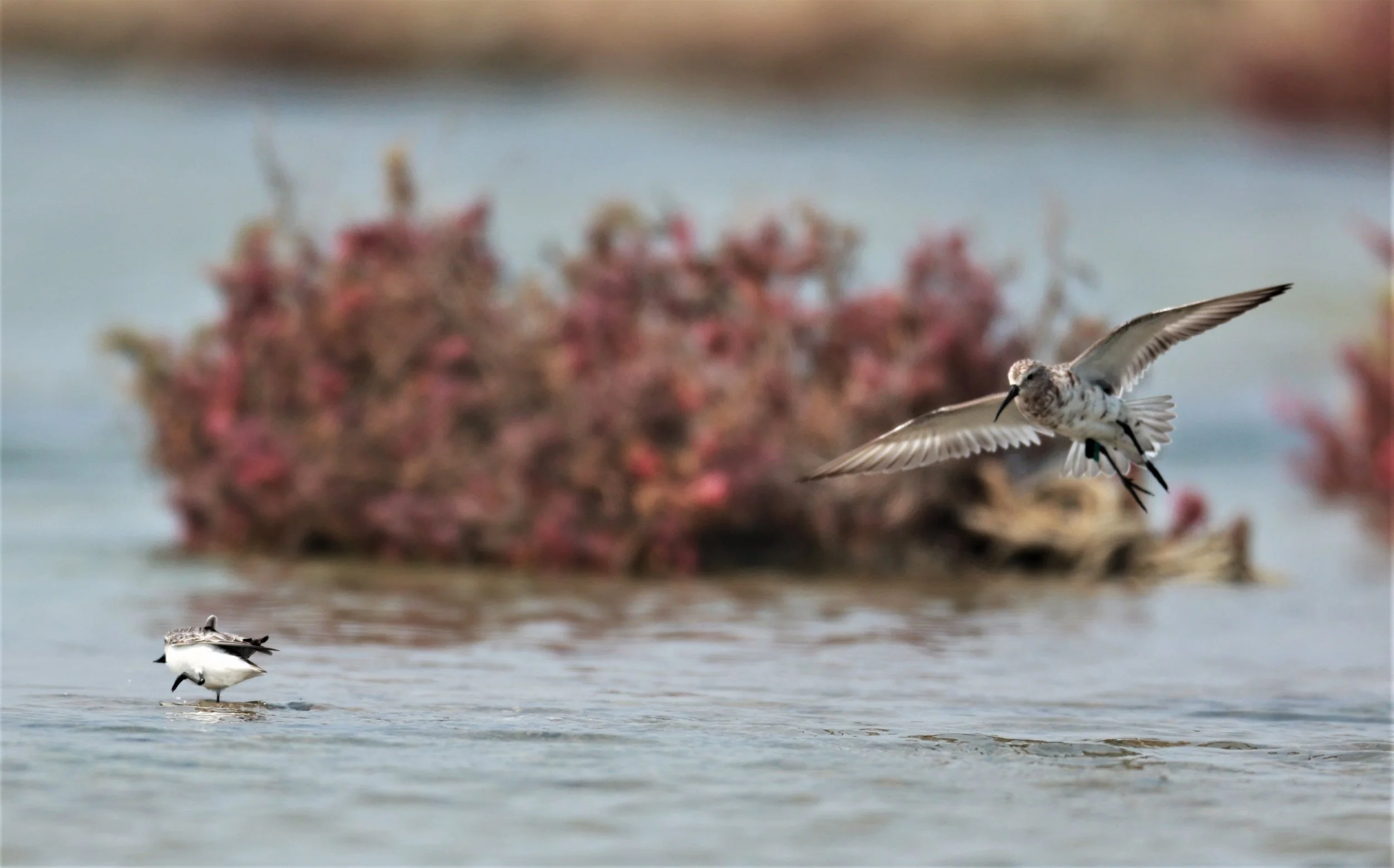 SANDPIPER - SPOON-BILLED SANDPIPER - Calidris pygmeus - Khok Kham Salt Ponds, Samut Sakhon (21).jpg