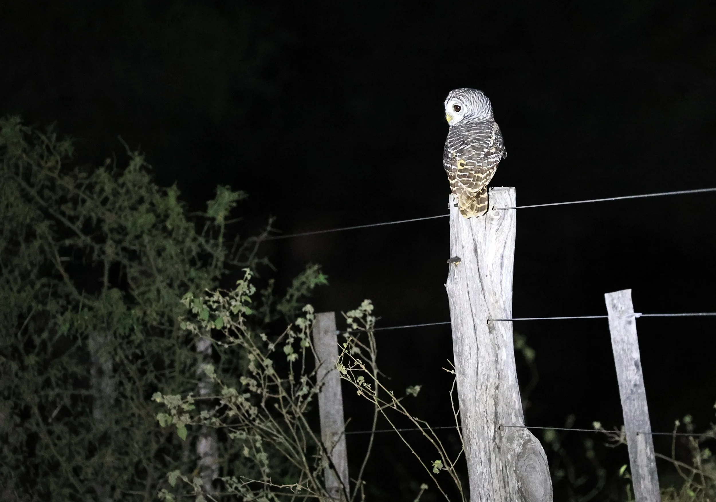 Chaco Owl (Strix chacoensis) Fortin Toledo Paraguay (2).jpg