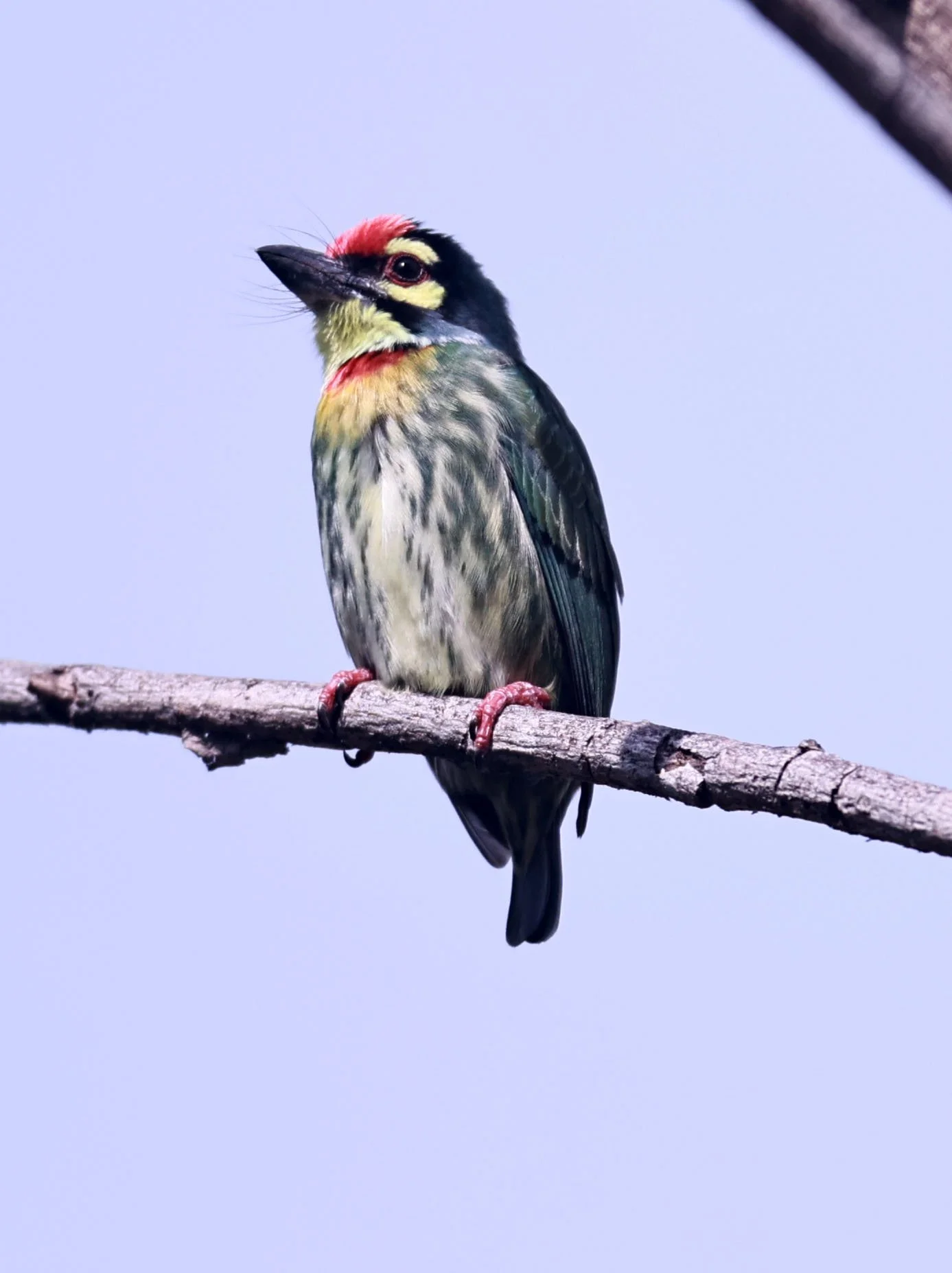 BARBET - COPPERSMITH BARBET - Megalaima haemacephala - BANG PU FOREST RESERVE 23 November 2011 (3).jpg