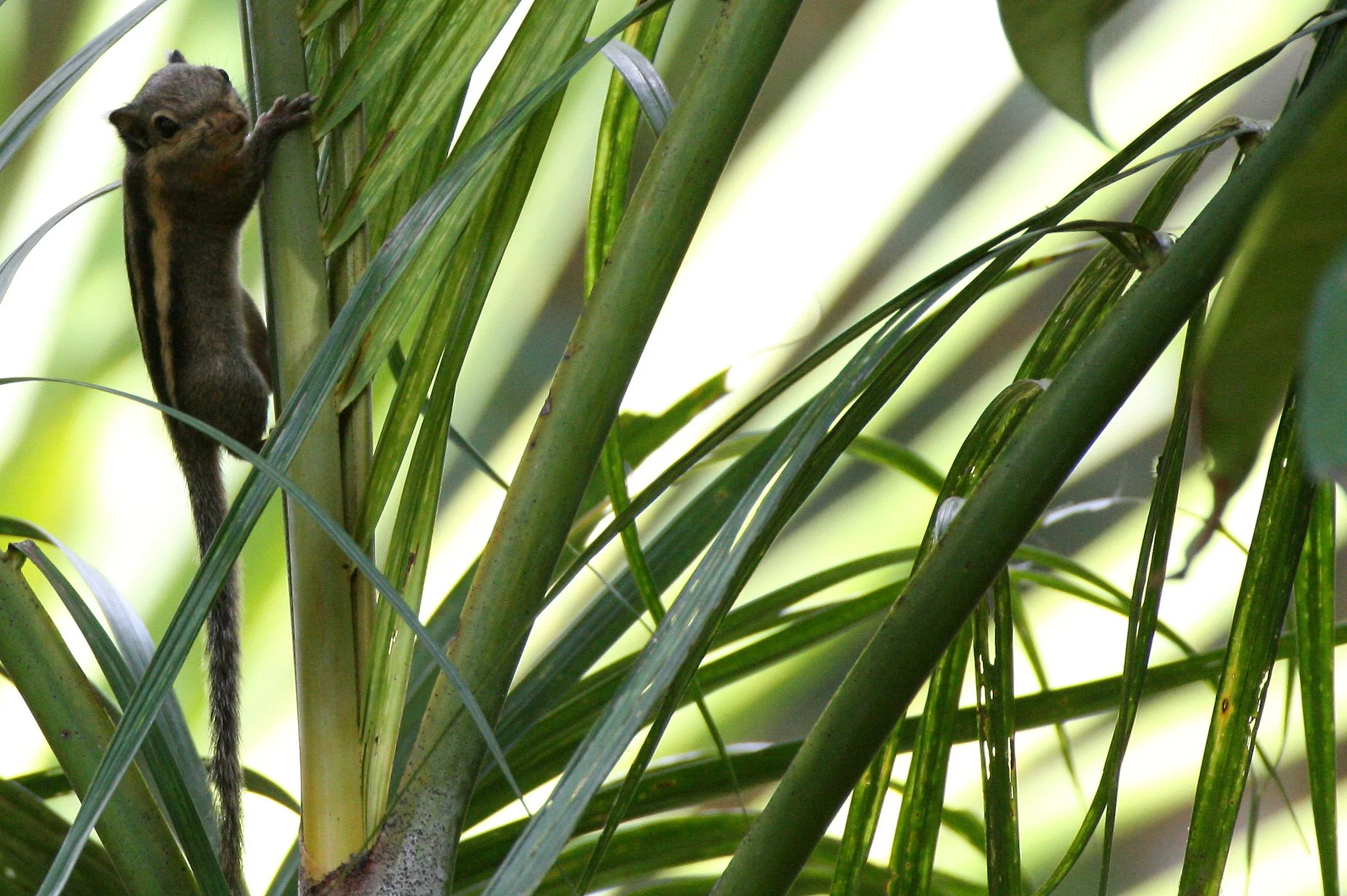 Tamiops mcclellandii - WESTERN STRIPED SQUIRREL - PROMLUK THAILAND, NAKHONSITHAMMARAT (21).JPG