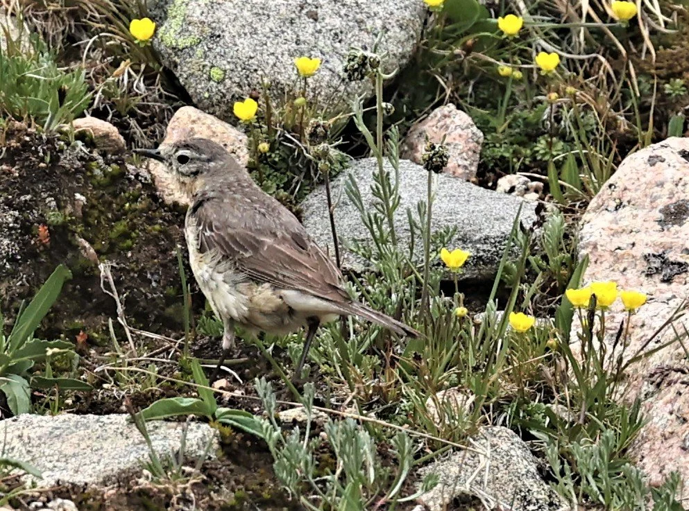 Anthus rubescens - AMERICAN PIPIT - MOUNT EVANS SCENIC BYWAY, MOUNT EVANS ROCKY MOUNTAINS (15).jpg